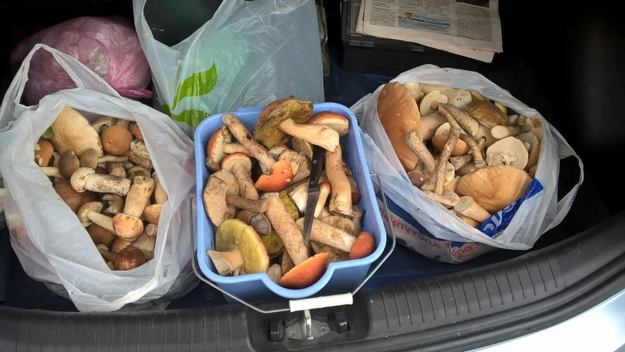 IMG-20160820-WA0007 (1).webp