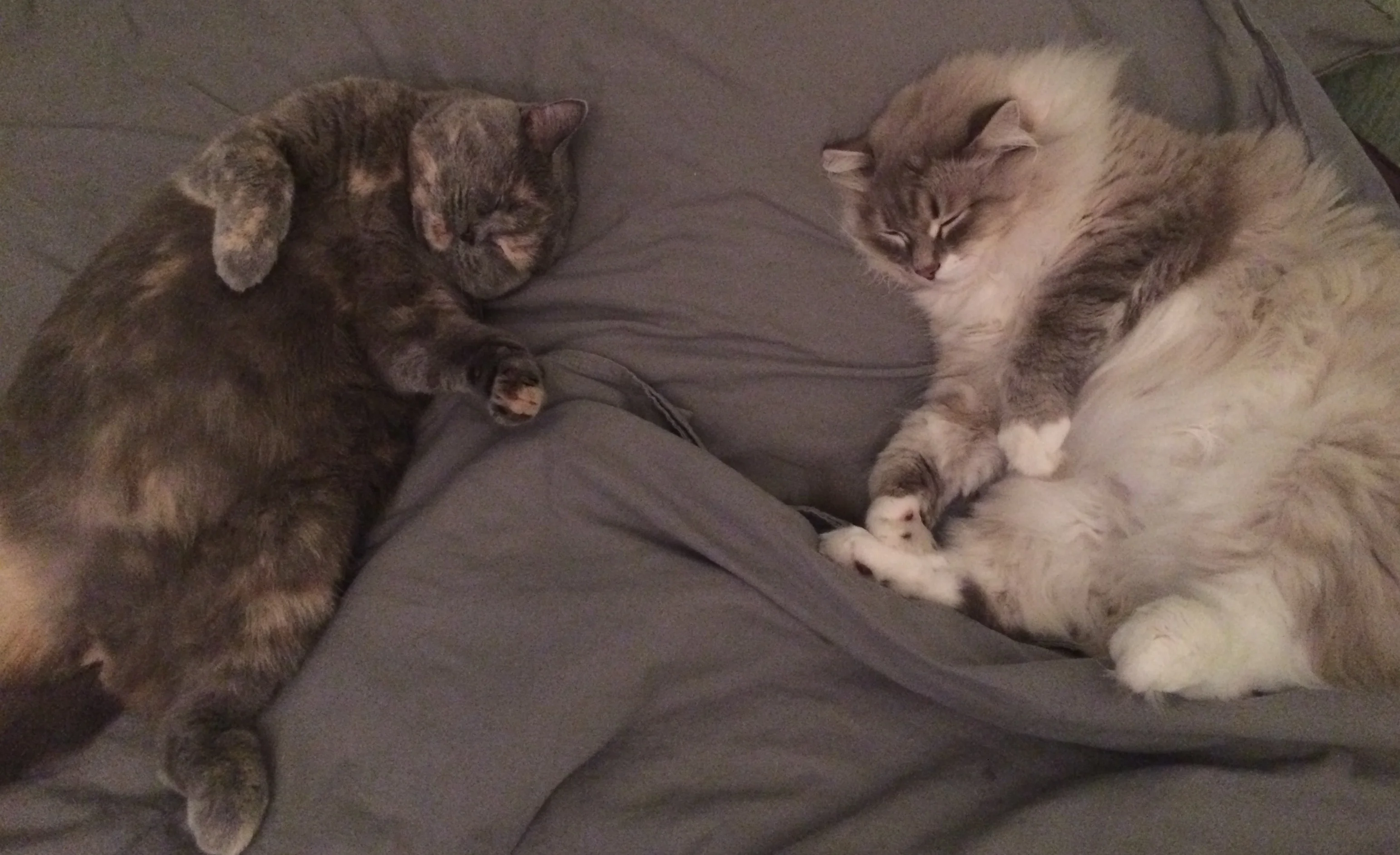 IMG_1083_cut-photo.ru (1).webp