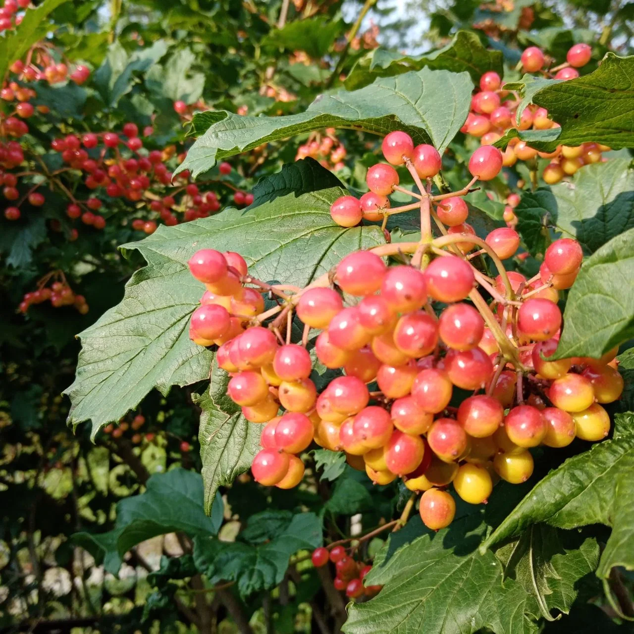 img_1663-webp.2222932