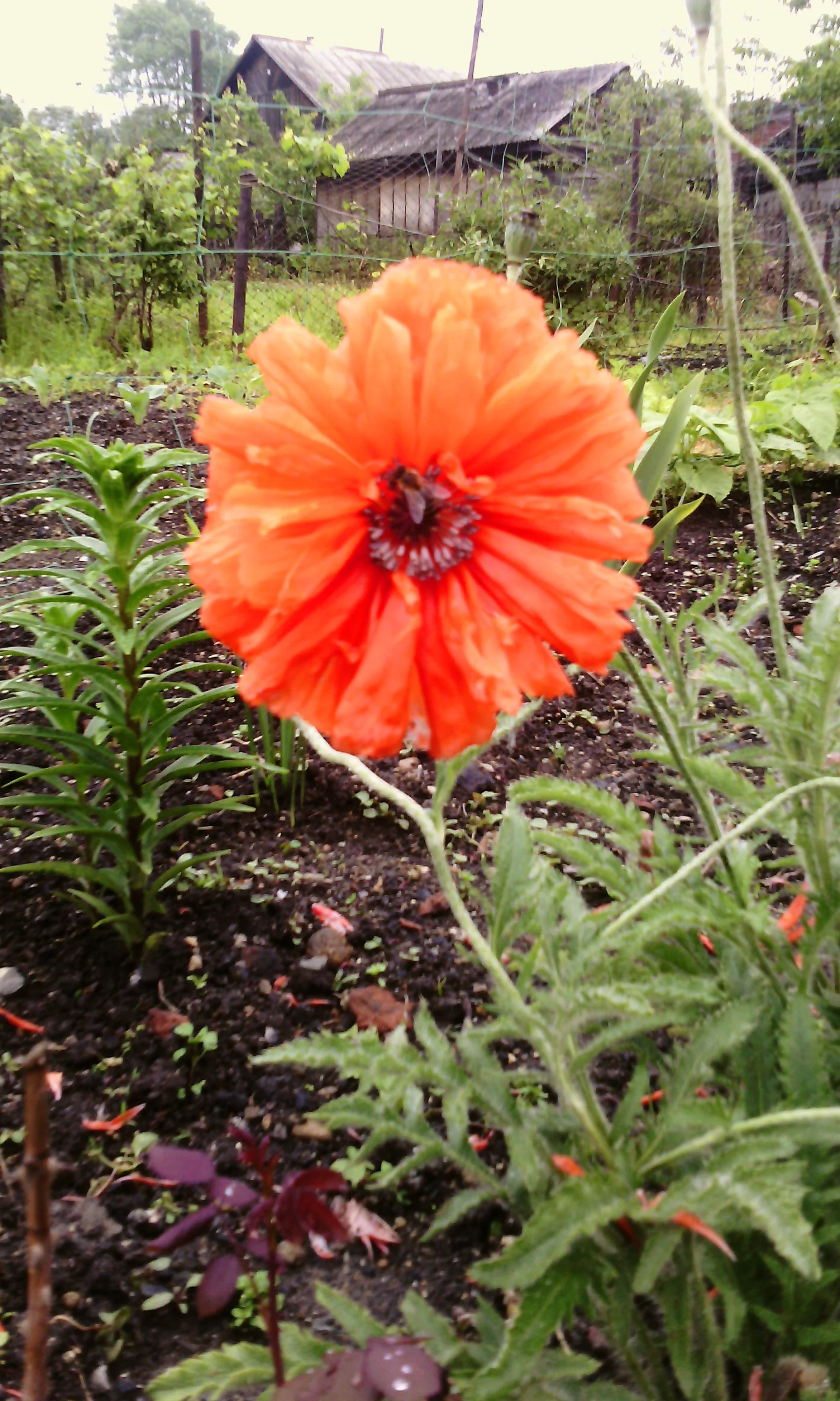 IMG_20160612_111822 copy.webp