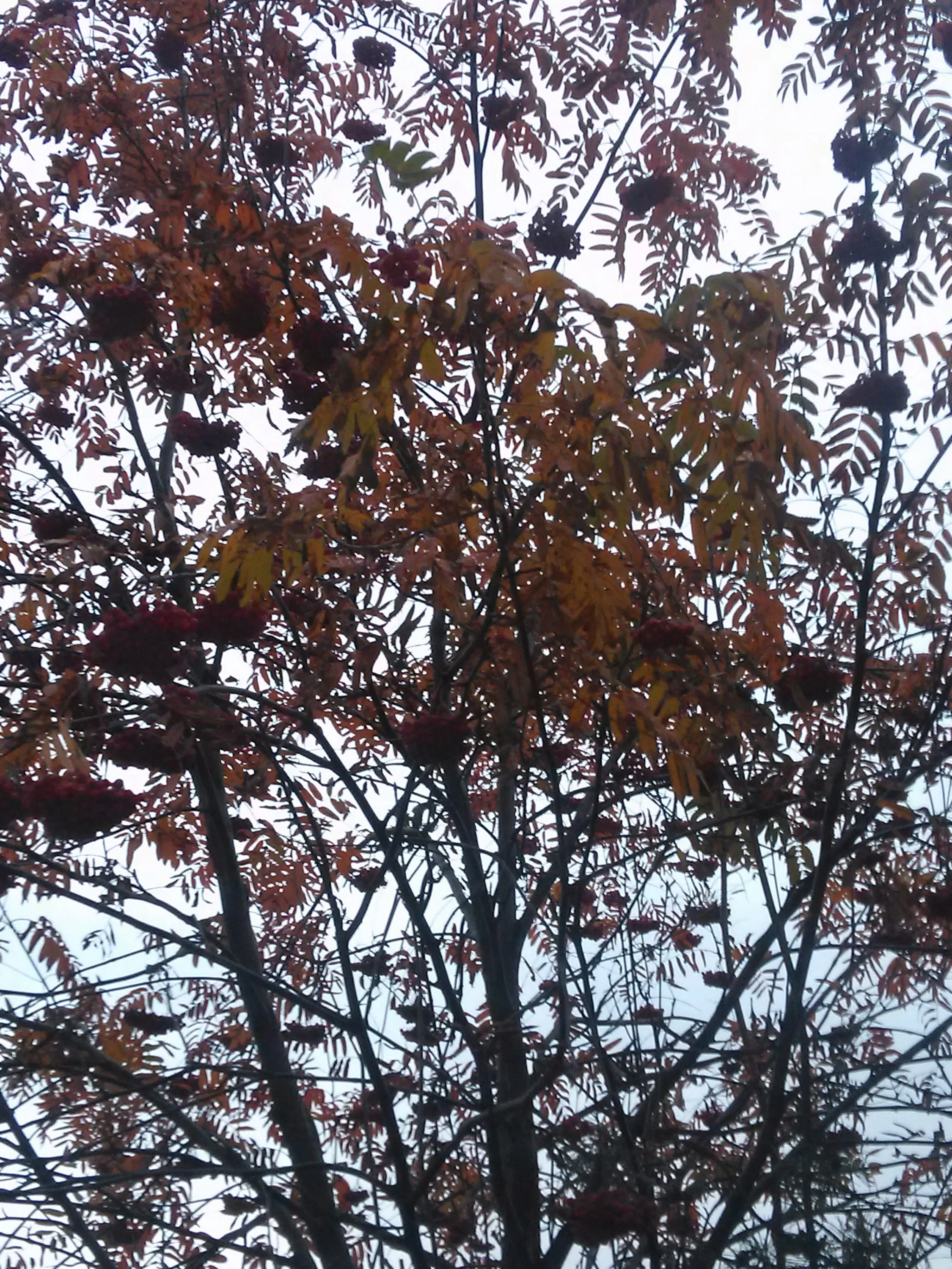 IMG_20161015_174207.webp