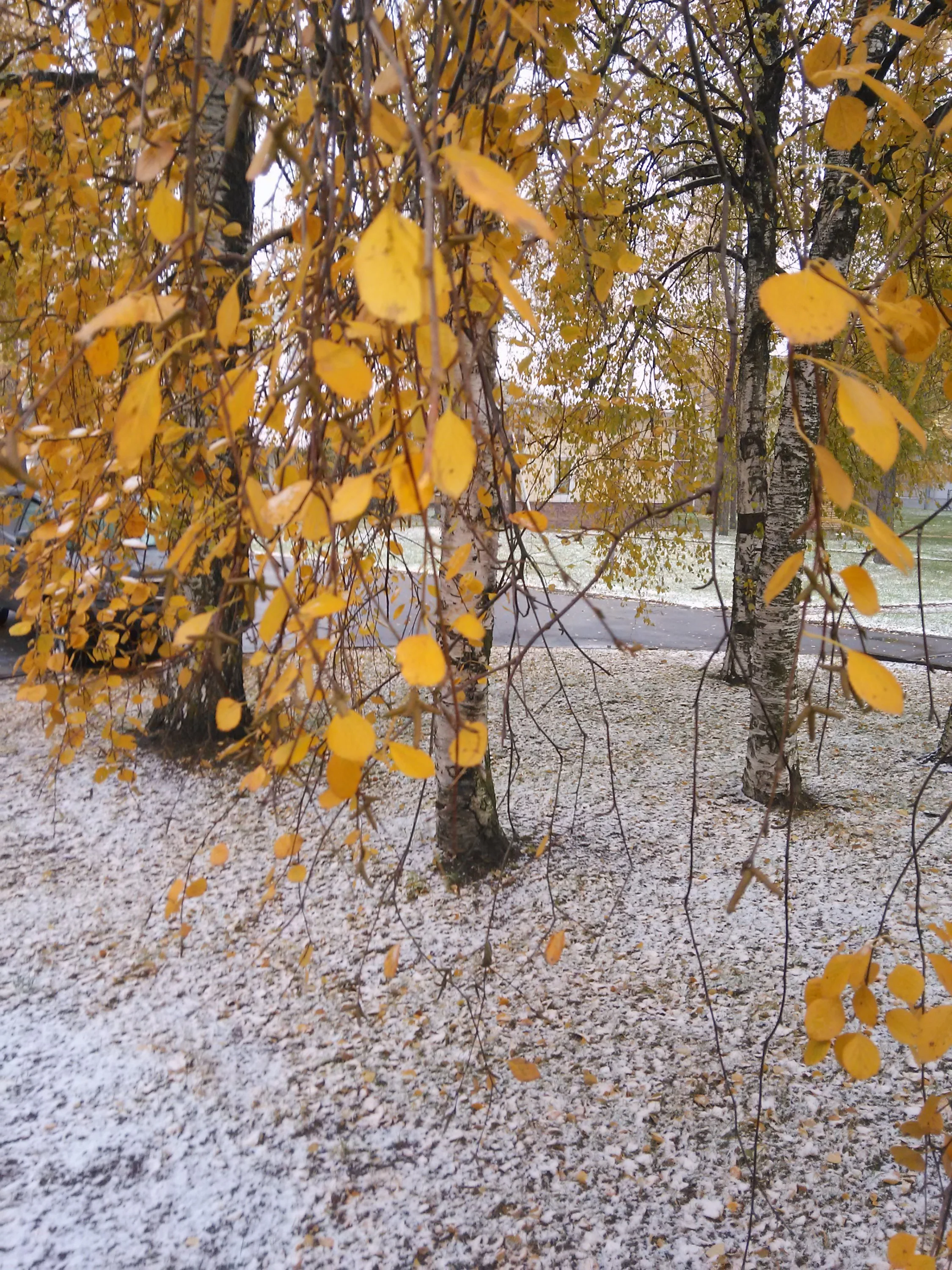 IMG_20161025_124550.webp