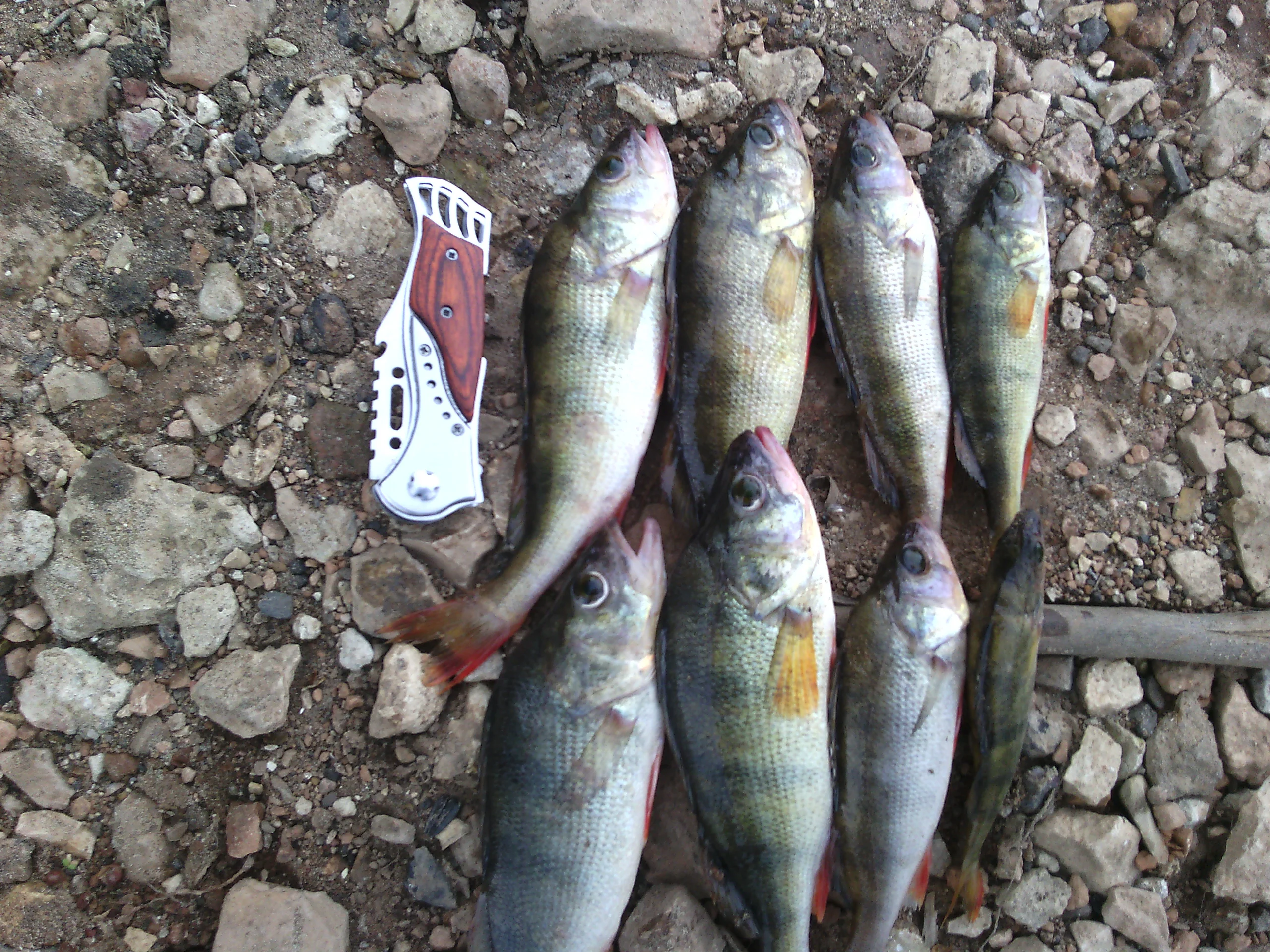 IMG_20180721_144614 - копия.webp