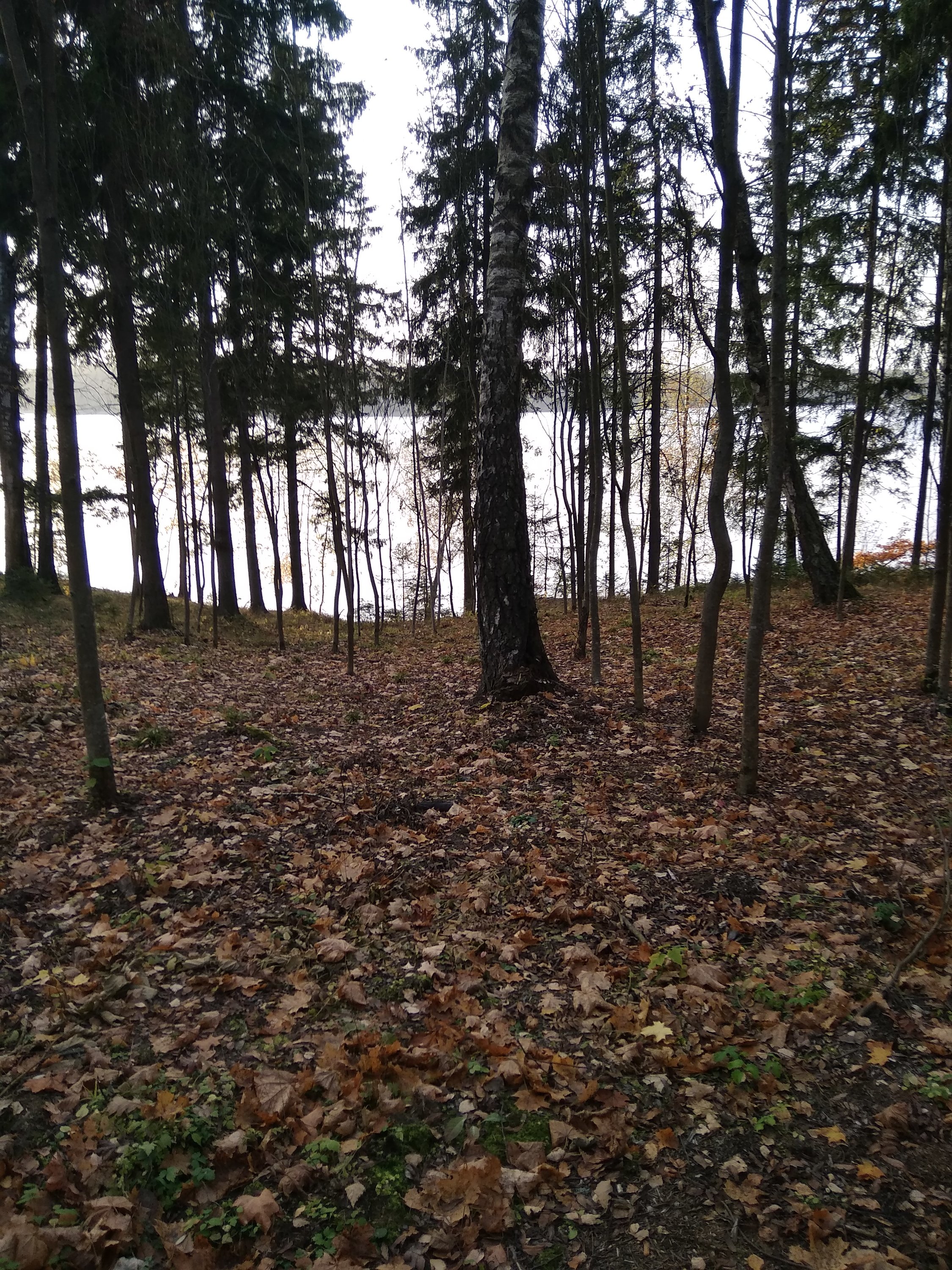 IMG_20201011_162858.jpg