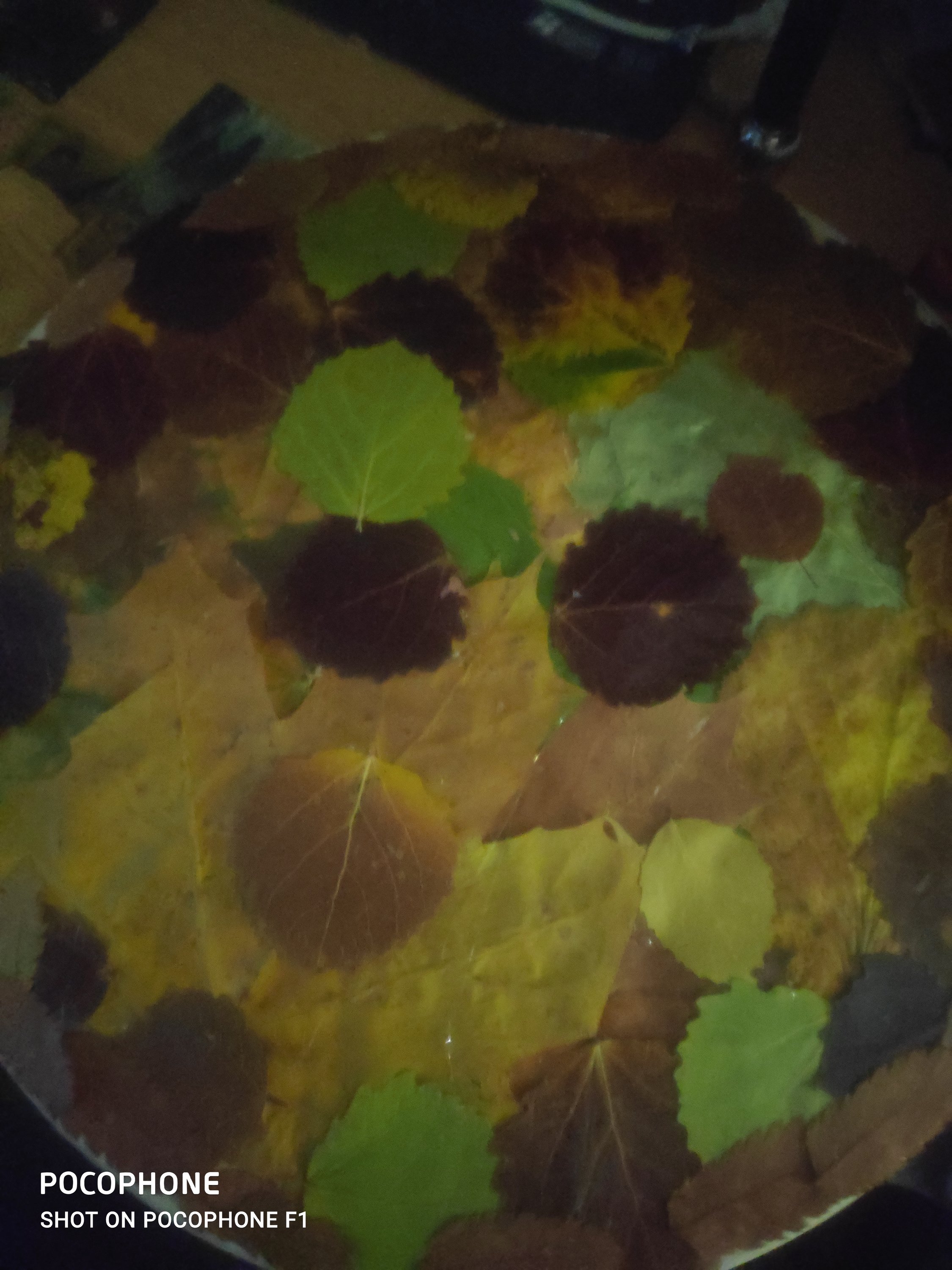 IMG_20201011_175328.jpg