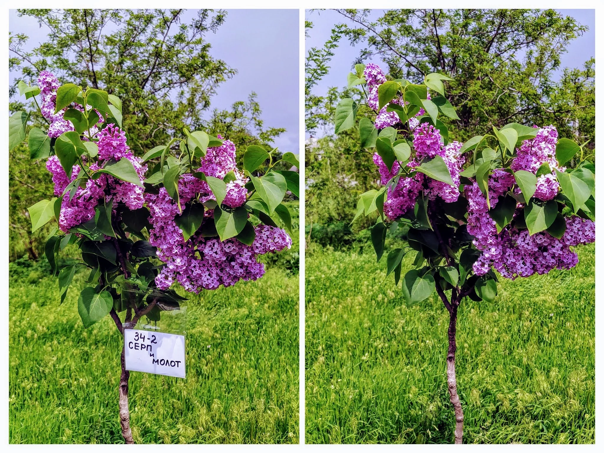 IMG_20210521_143208-COLLAGE (1).webp