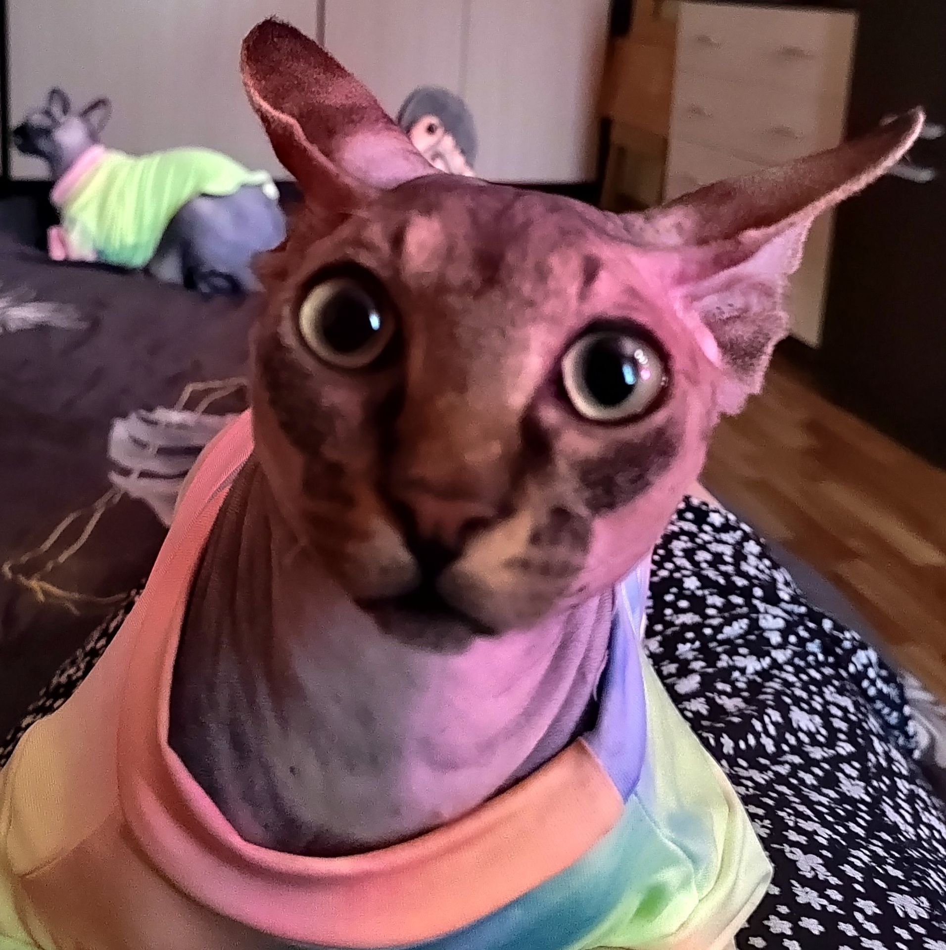 IMG_20230105_130200_edit_890289202150172 (1)~2.jpg