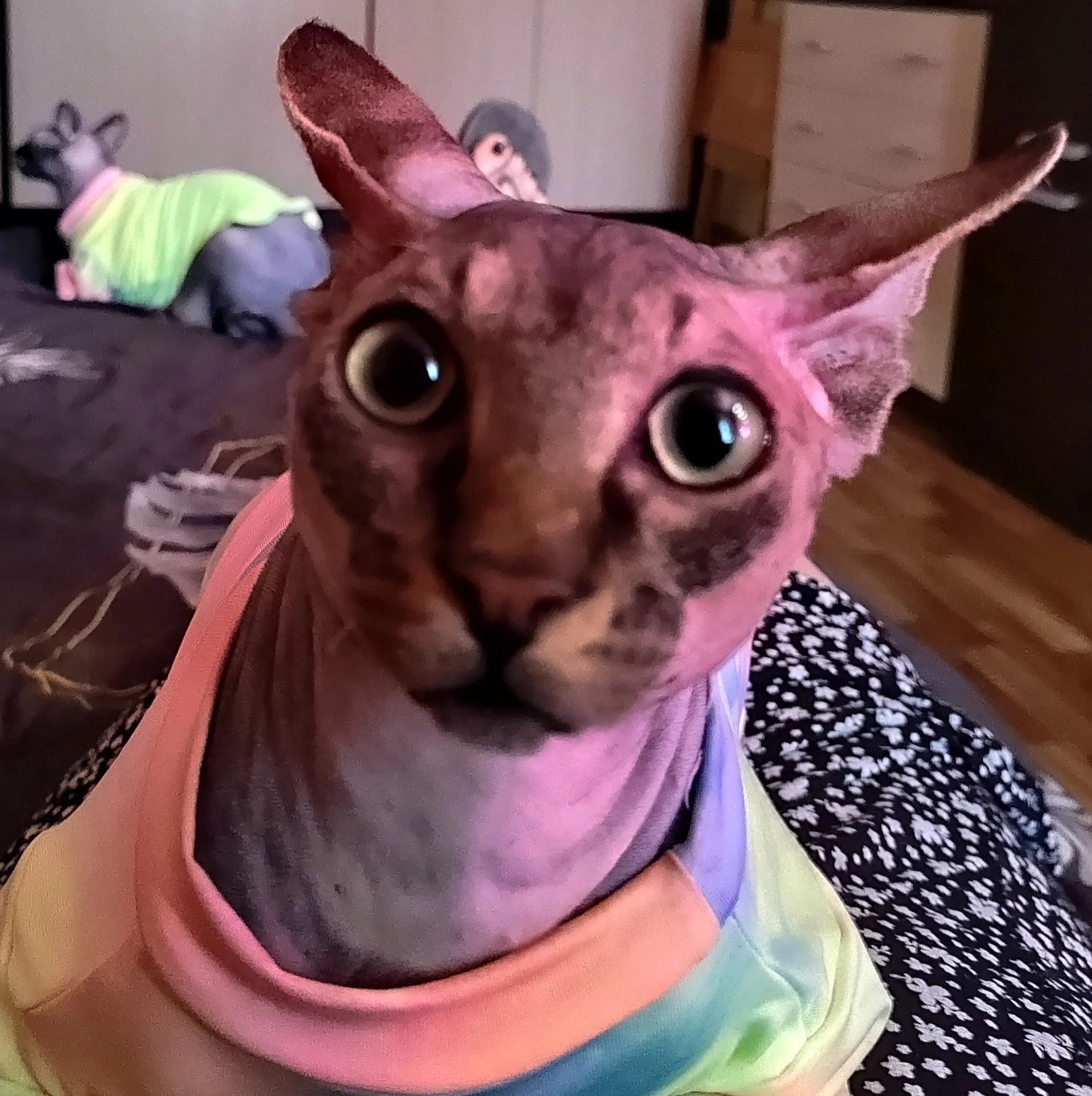 IMG_20230105_130200_edit_890289202150172 (1)~2.webp