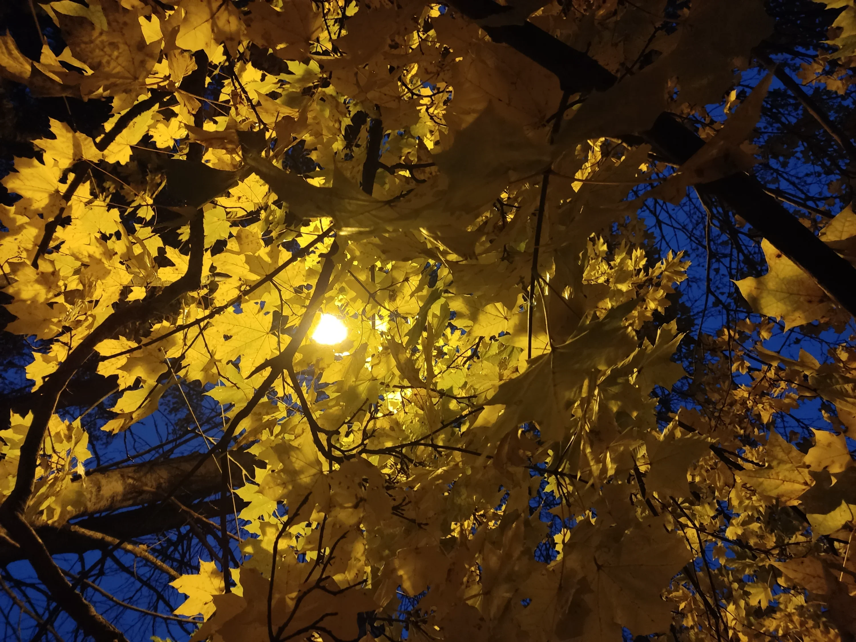 IMG_20241027_172601.webp