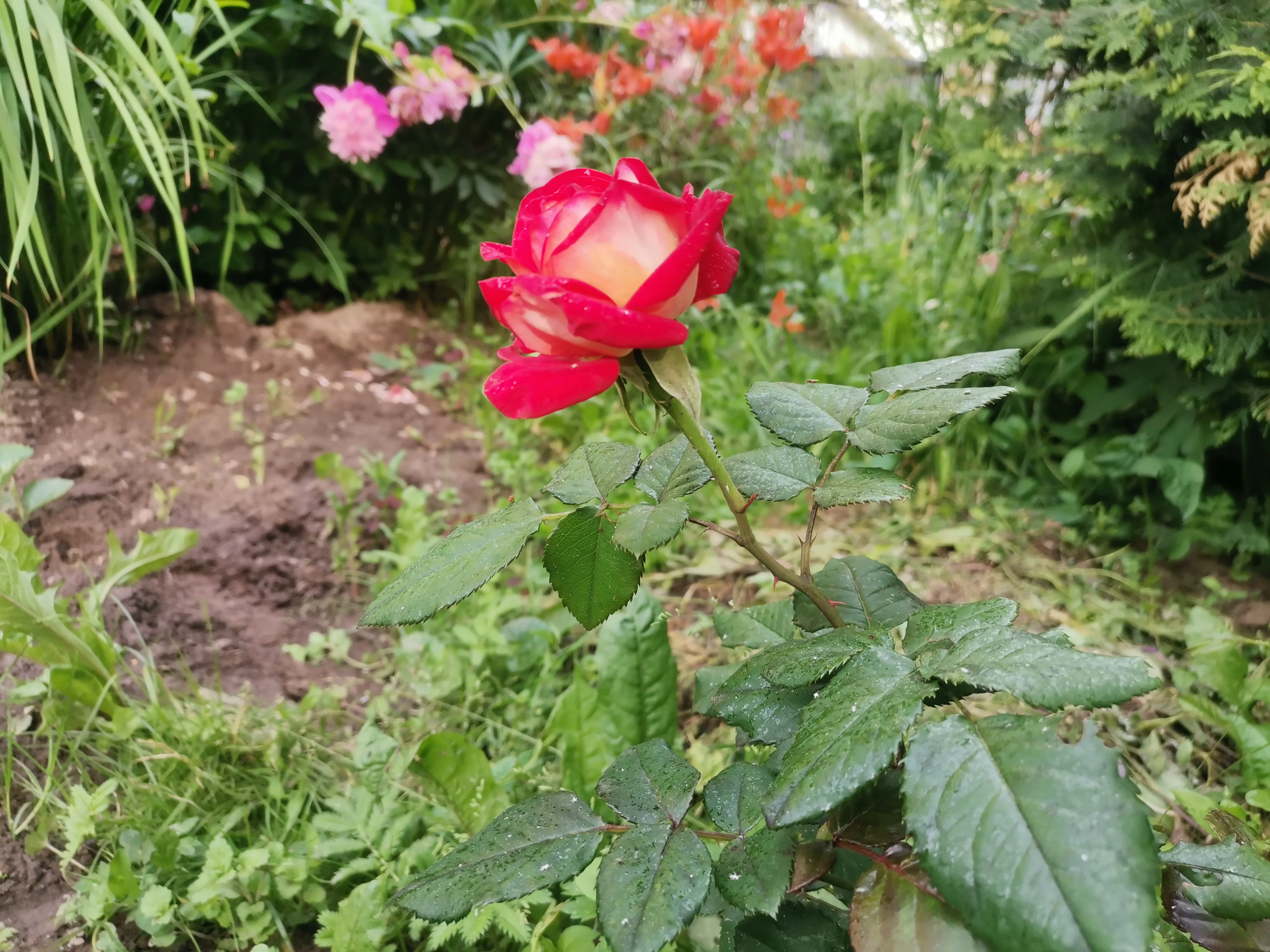 IMG_20250619_175247.webp
