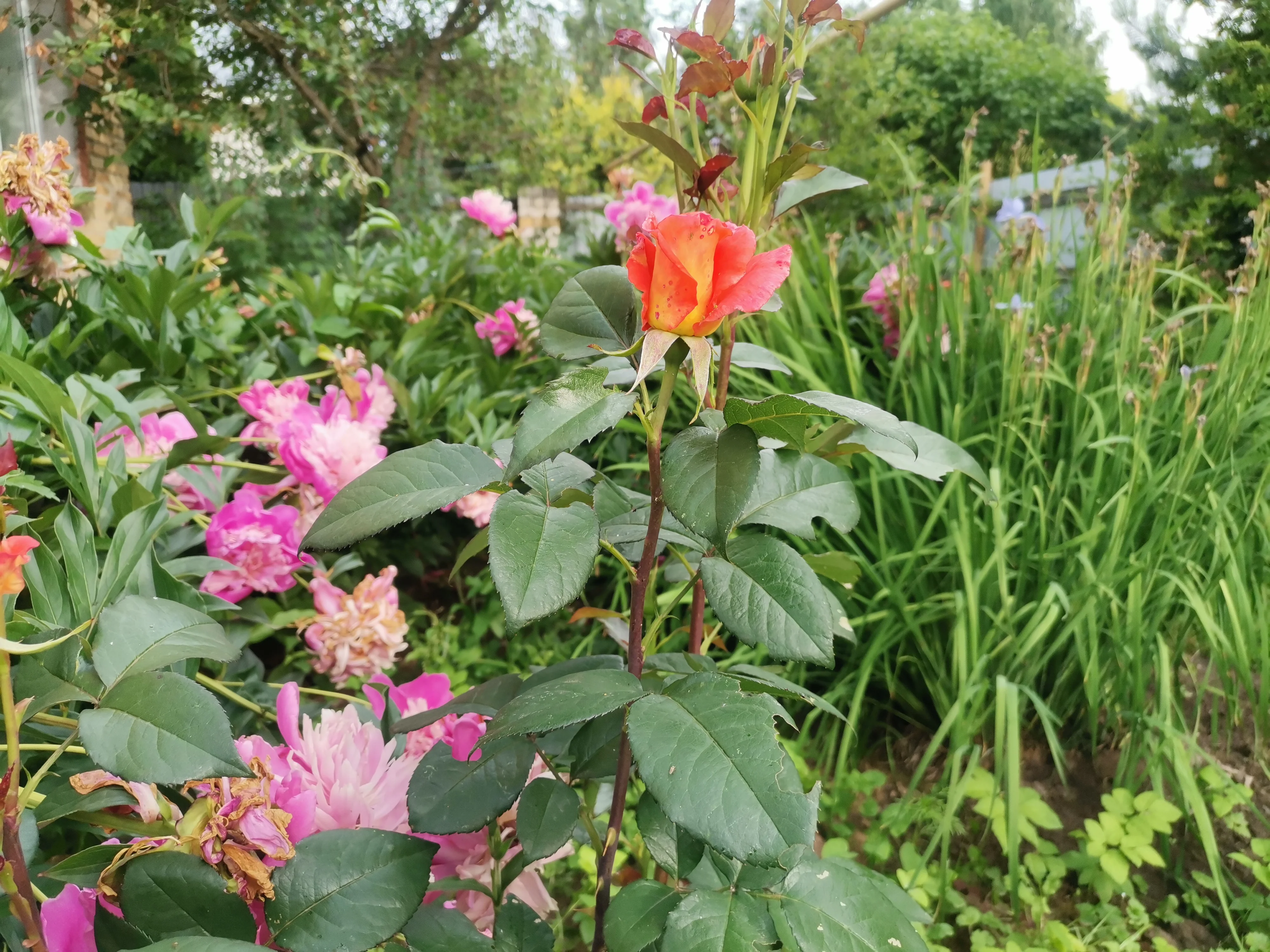 IMG_20250619_175306.webp