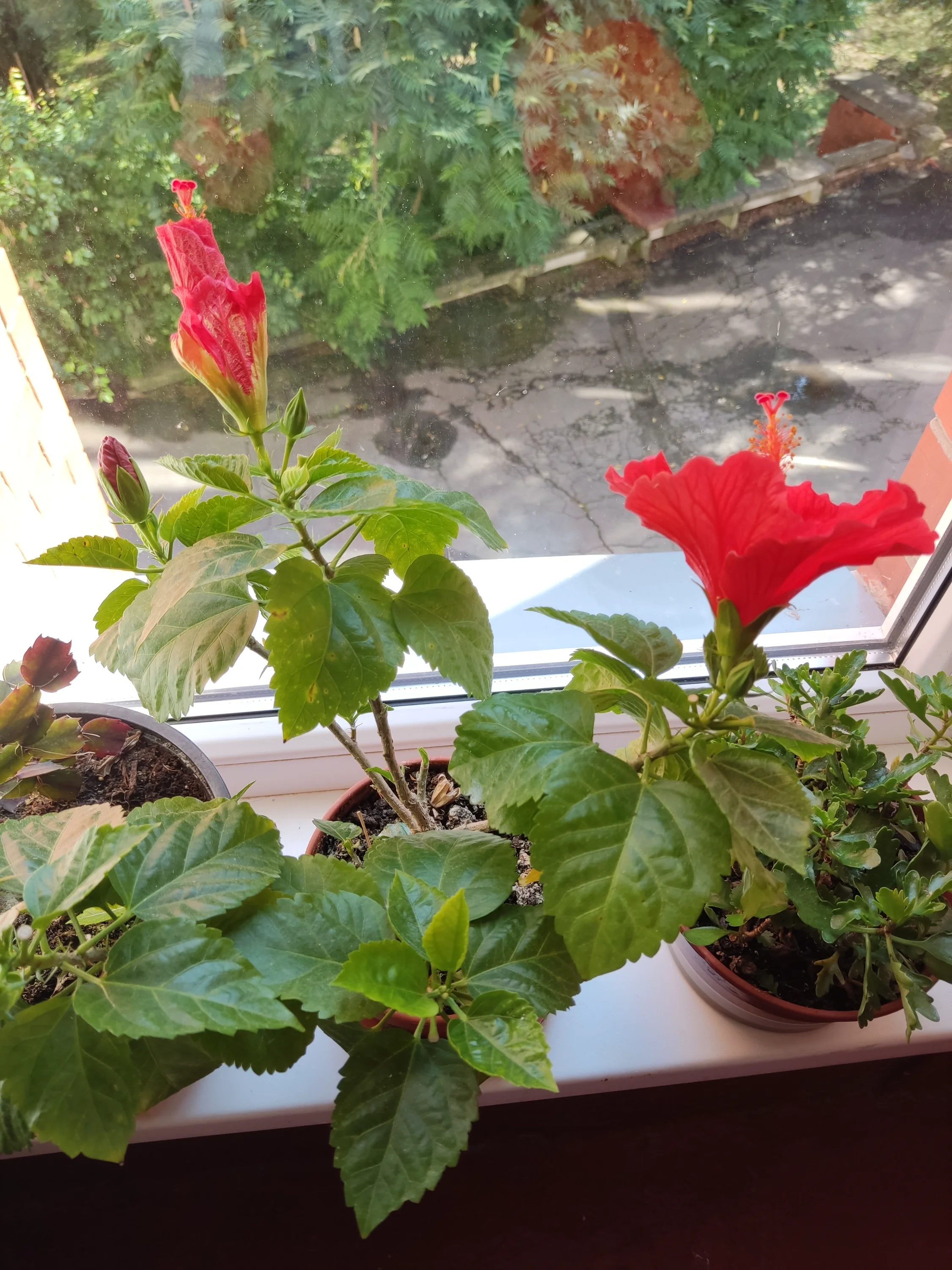 IMG_20250724_151026.webp