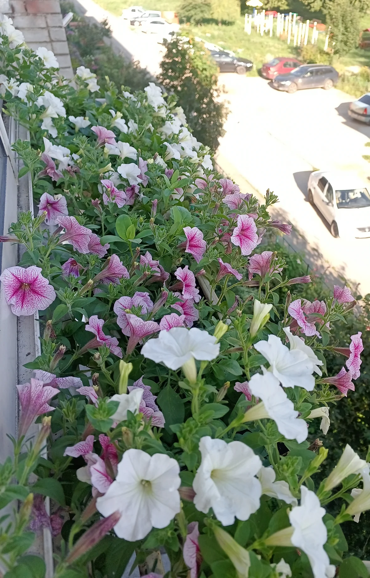 IMG_20250728_072755_711.webp