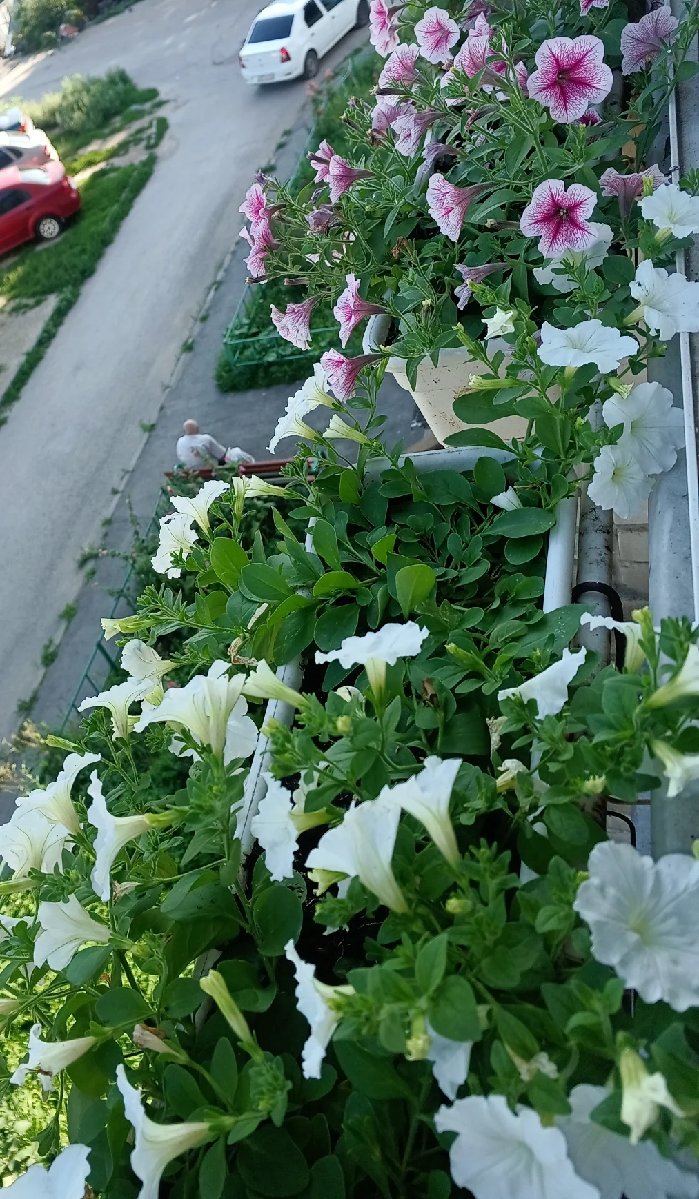 IMG_20250728_072806_480.webp