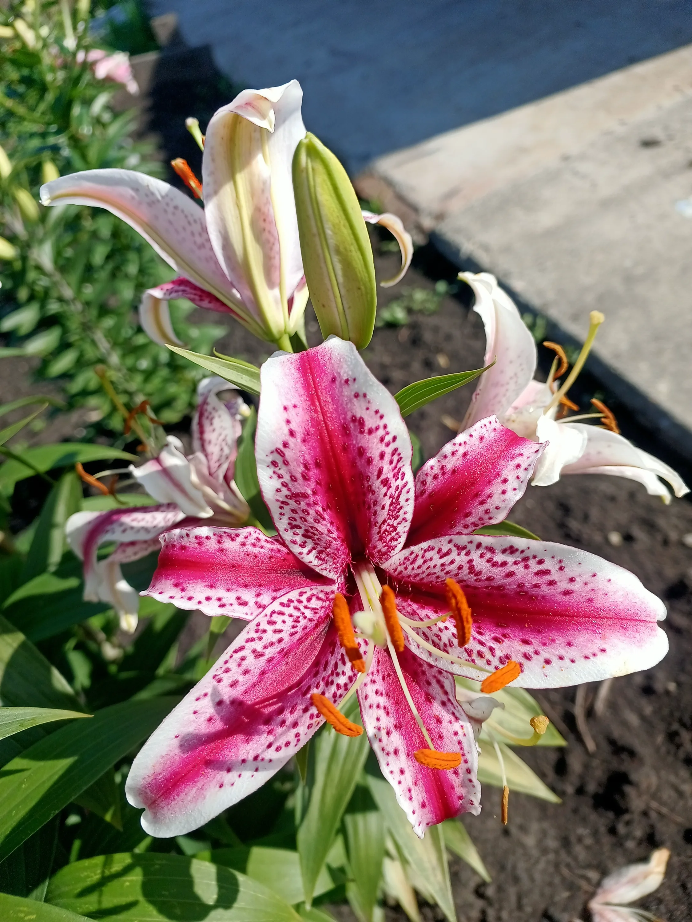 IMG_20250729_083543_554.webp