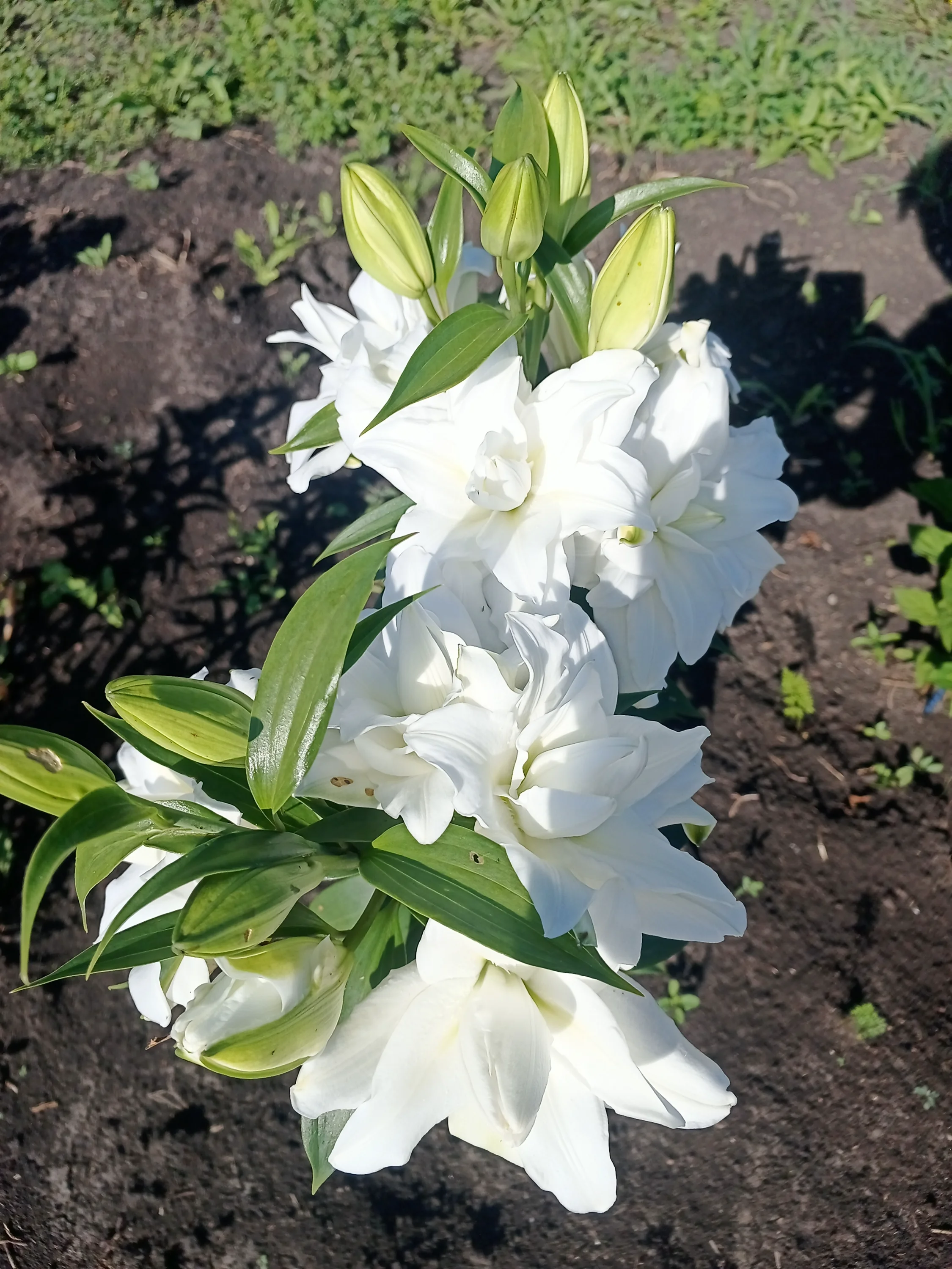 IMG_20250729_085936_126.webp