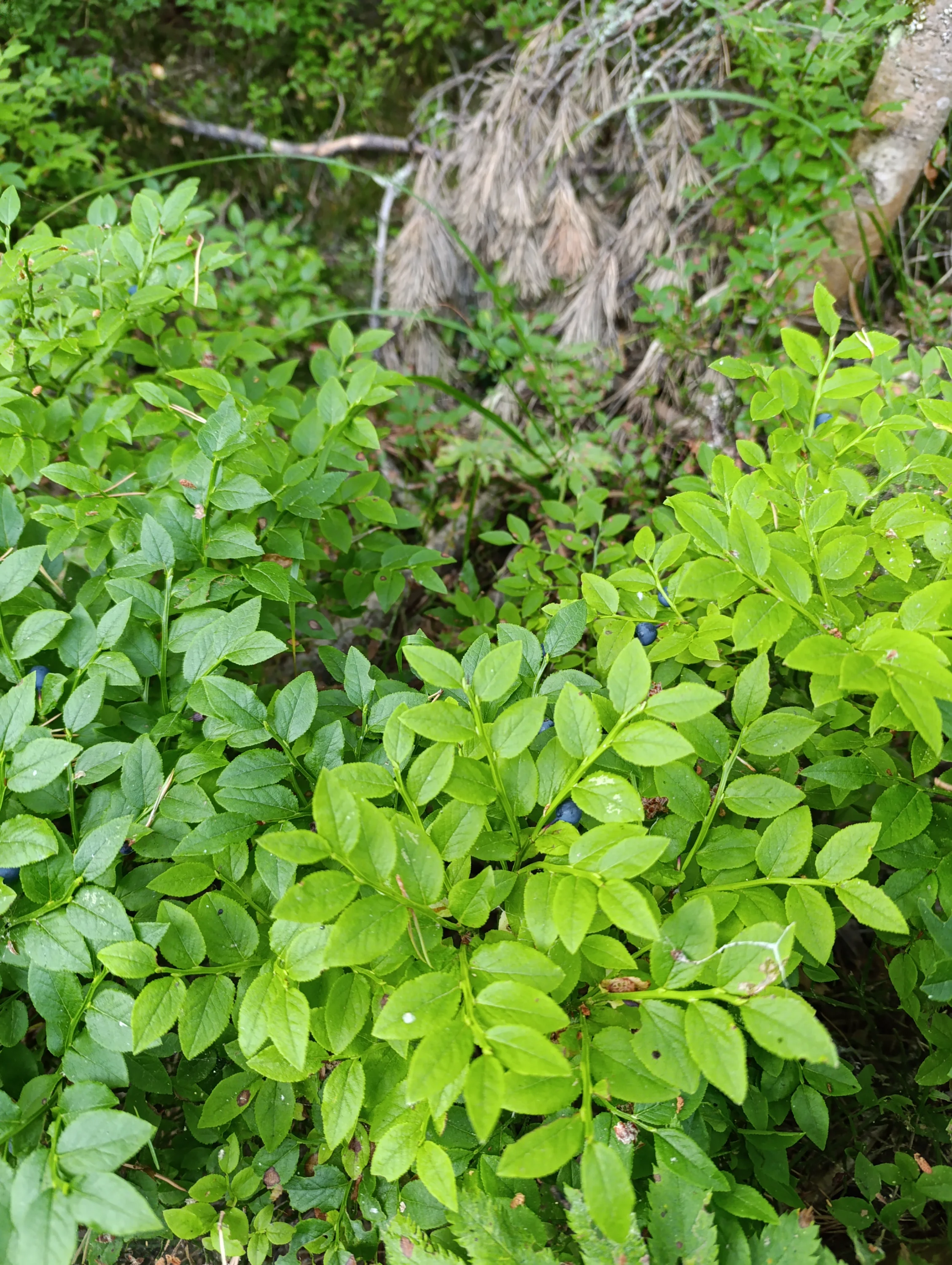 IMG_20250730_055253.webp