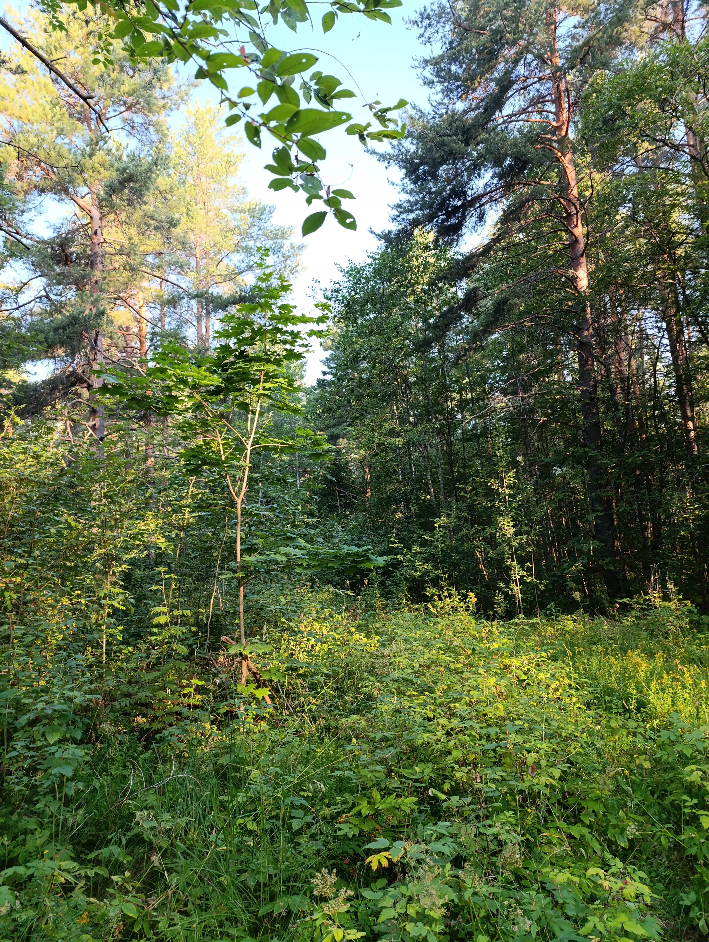 IMG_20250730_071927.webp