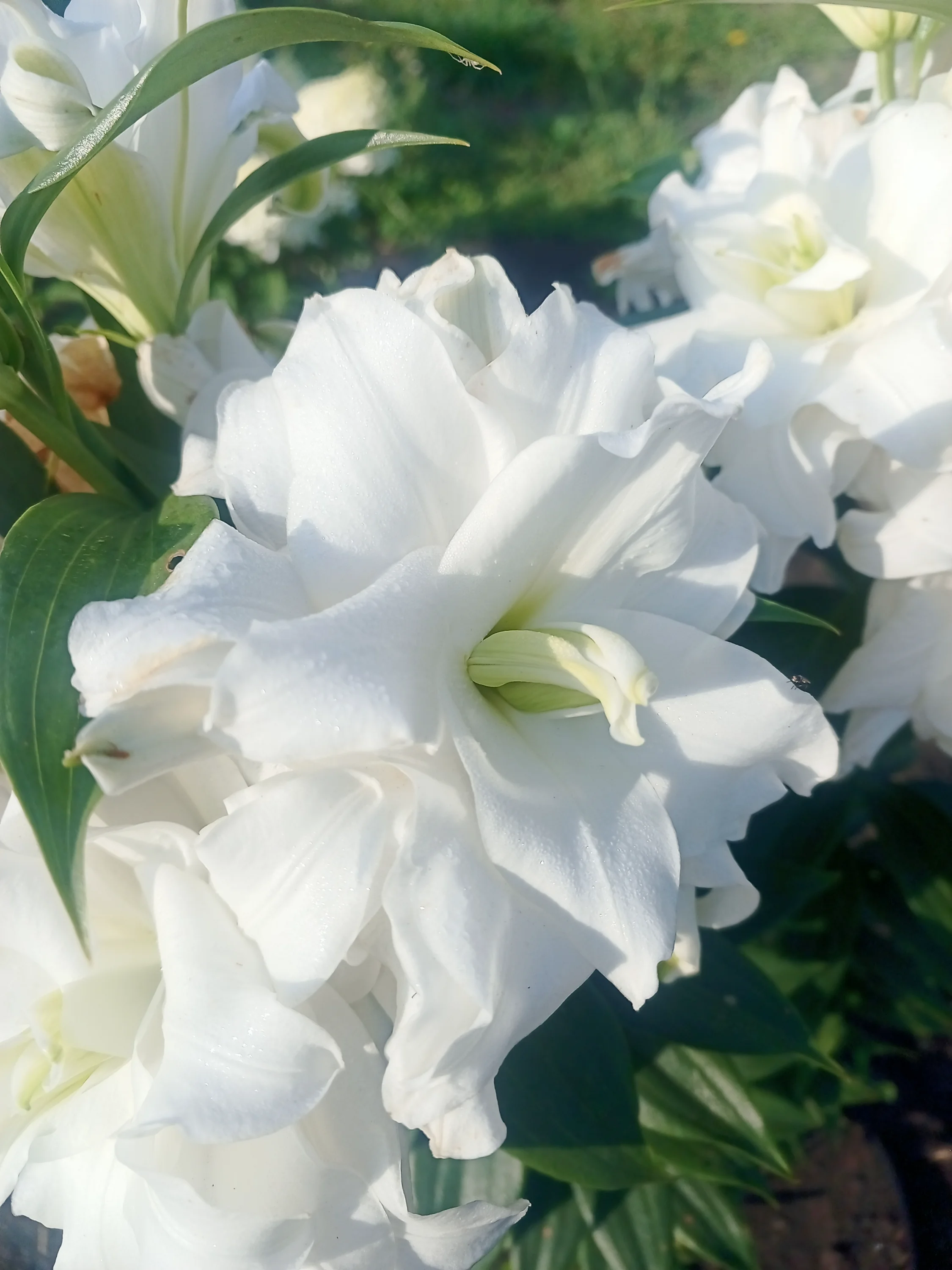 IMG_20250803_075521_487.webp