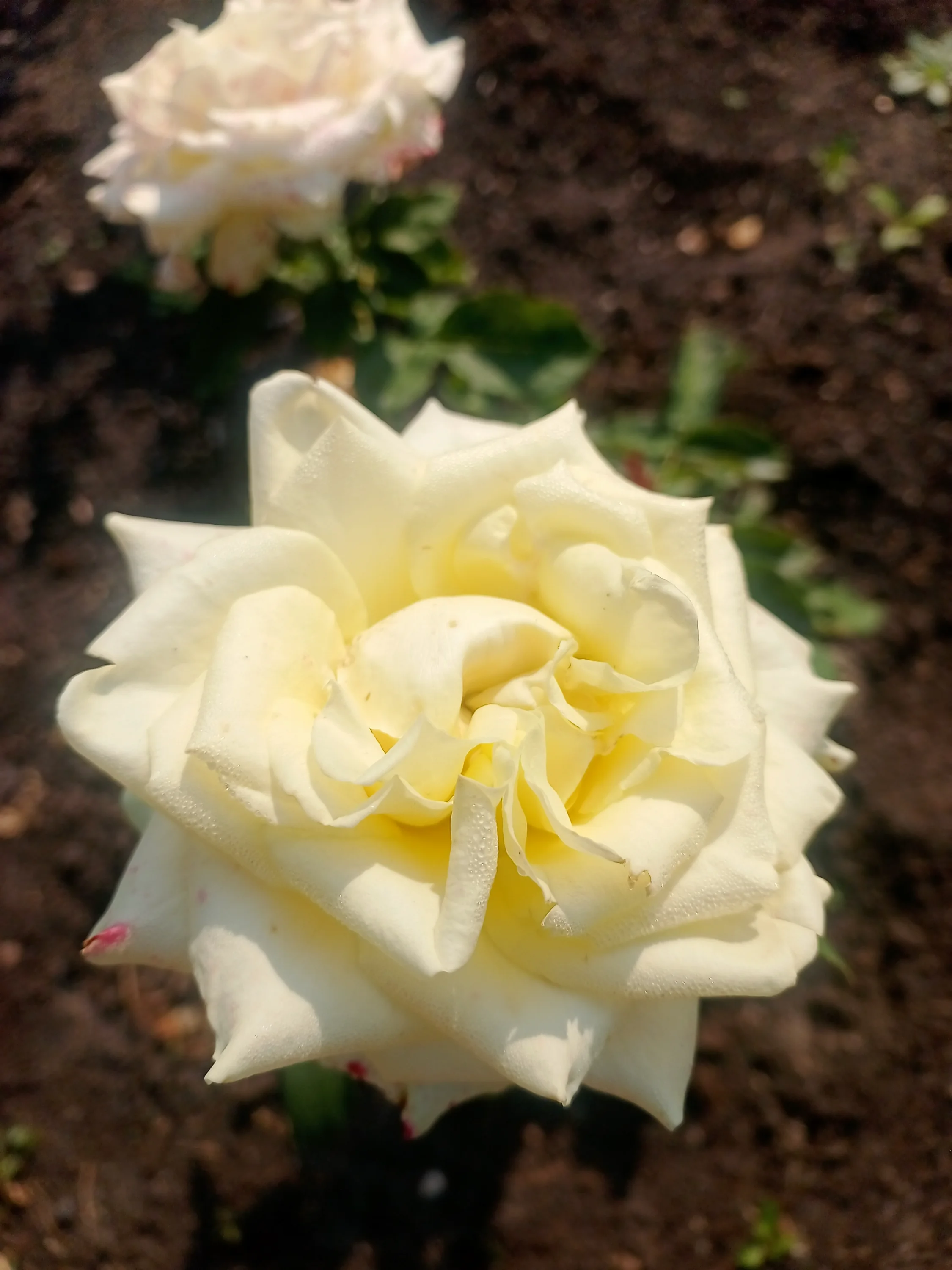 IMG_20250803_075806_878.webp