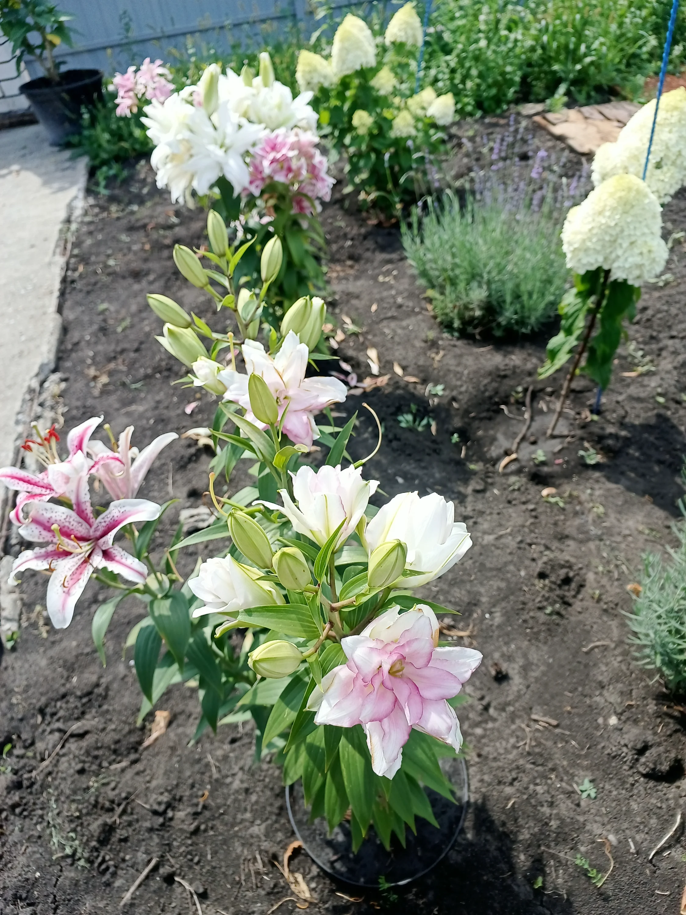 IMG_20250803_112212_444.webp