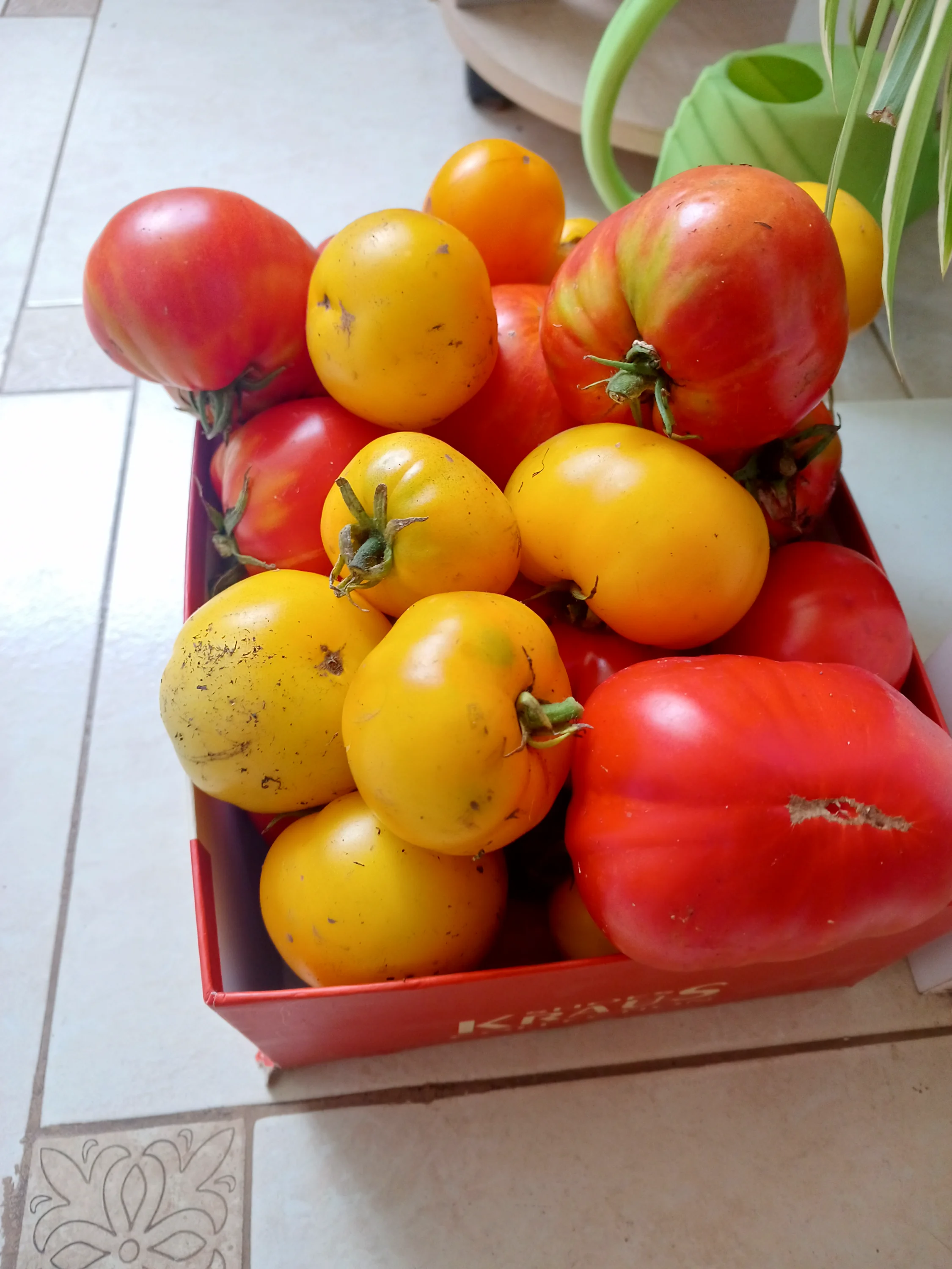 IMG_20250810_124118_112.webp