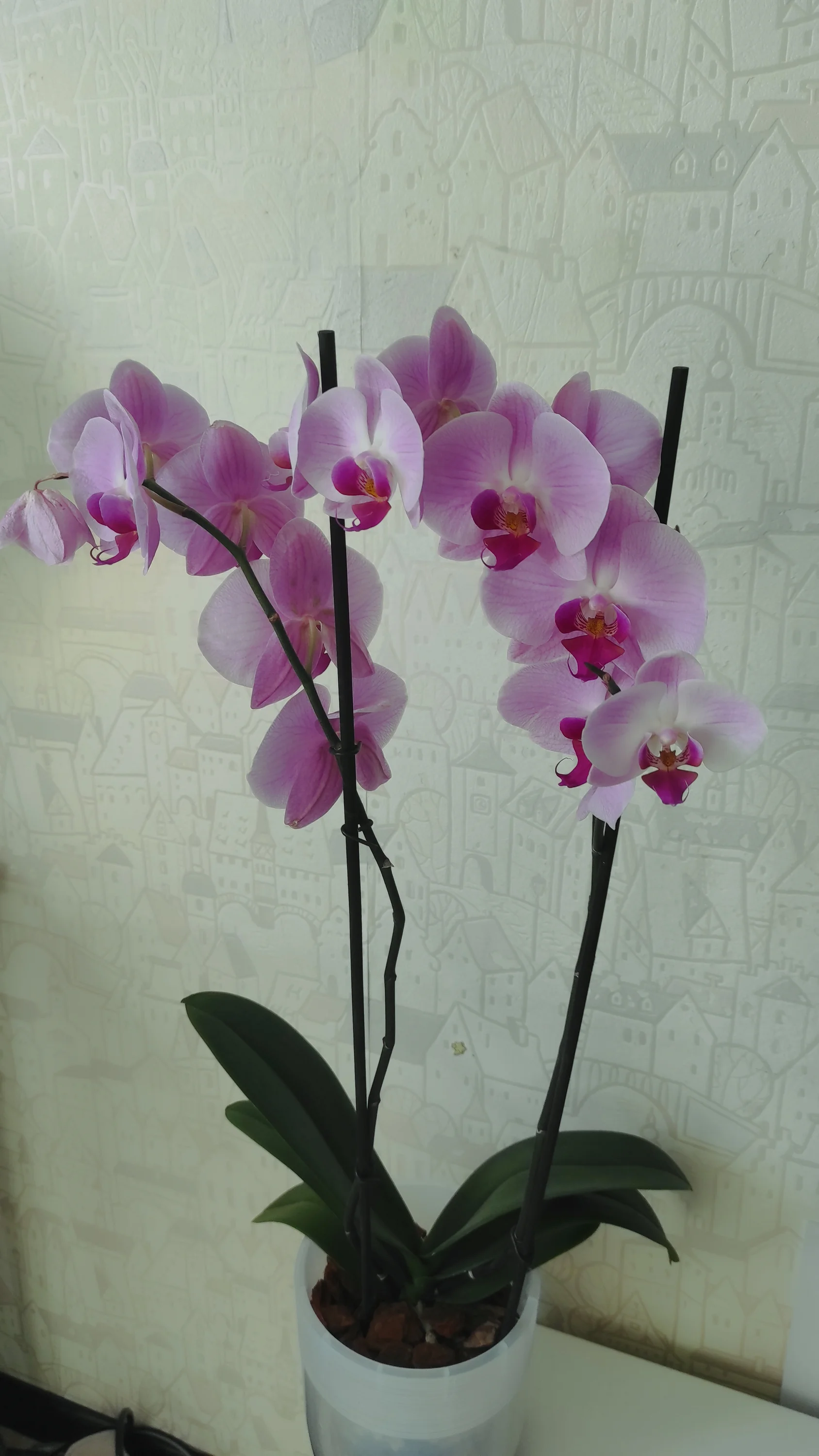 IMG_20250819_092512.webp