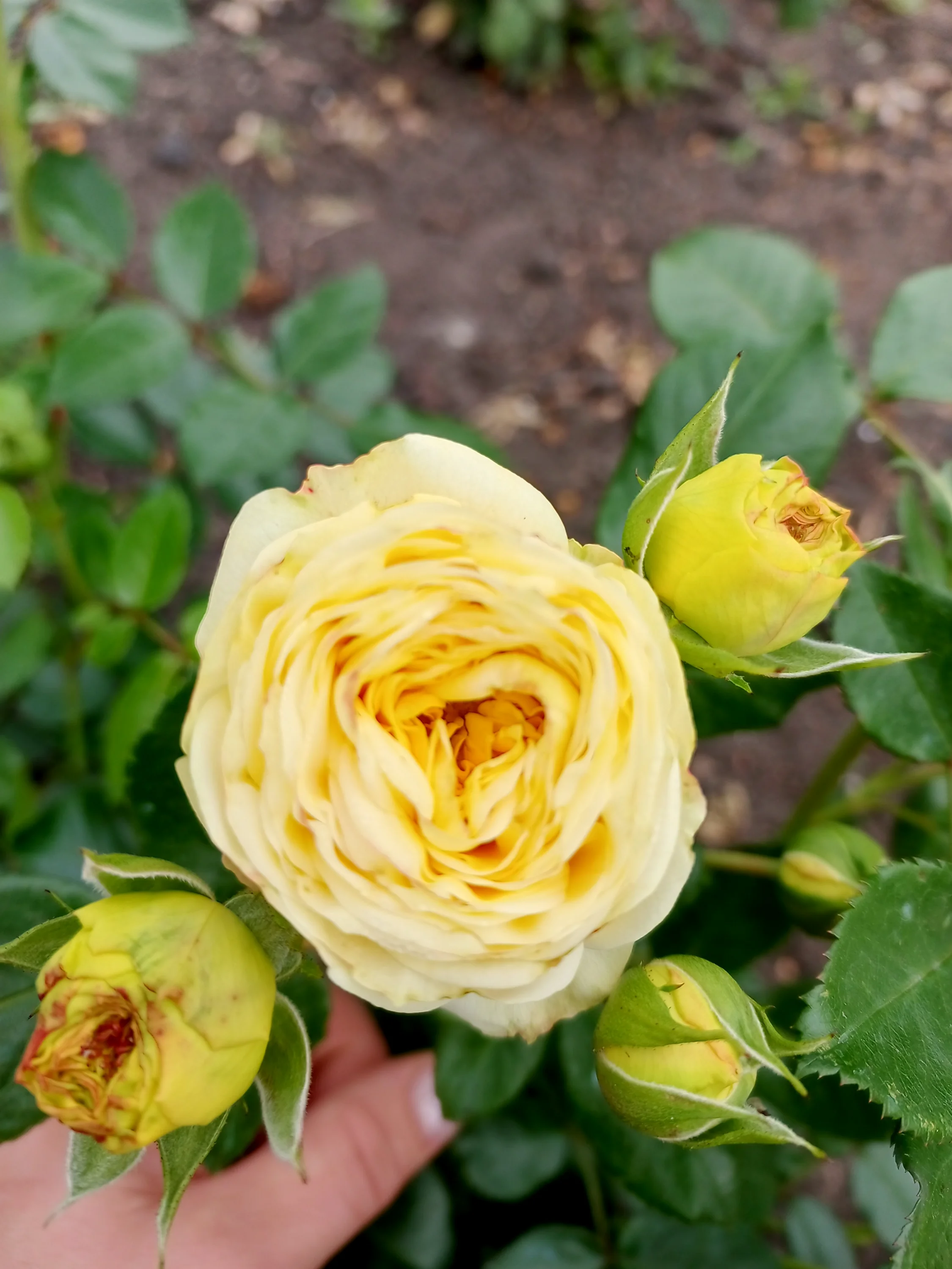 IMG_20250906_094101_838.webp
