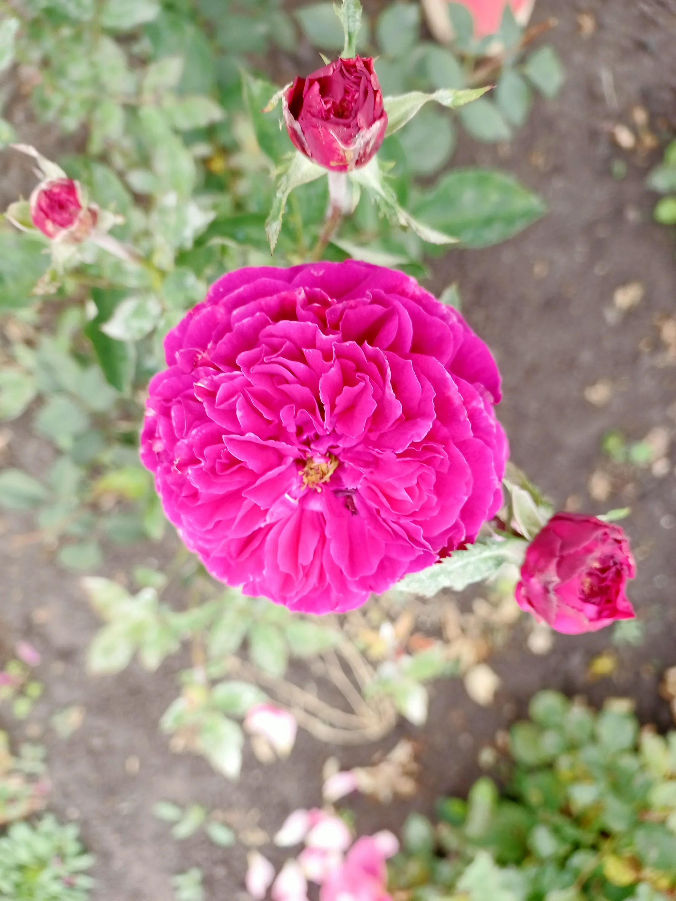 IMG_20250906_094156_806.webp