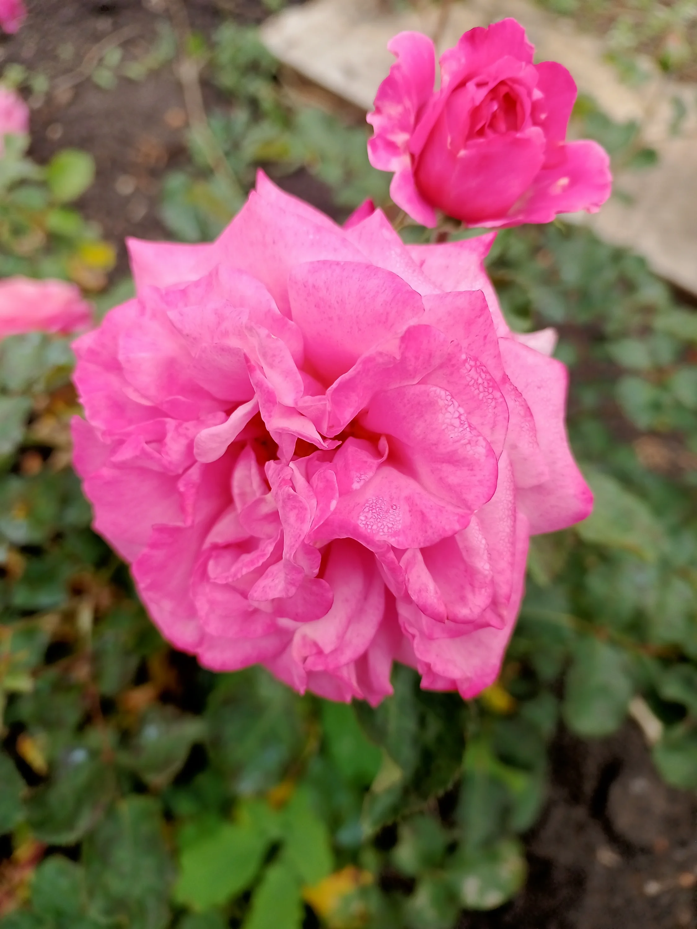 IMG_20250906_094222_849.webp