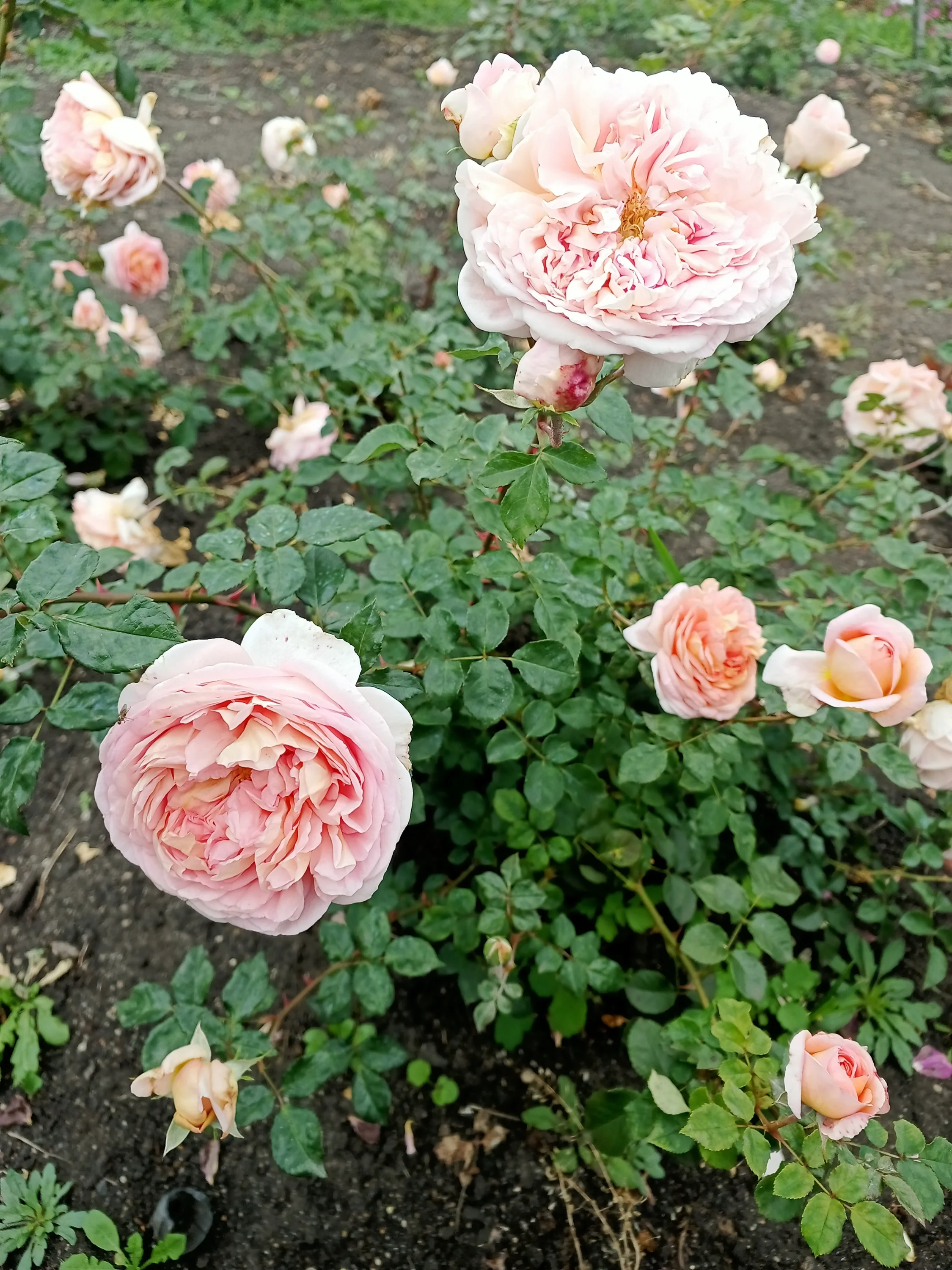 IMG_20250906_094332_504.webp