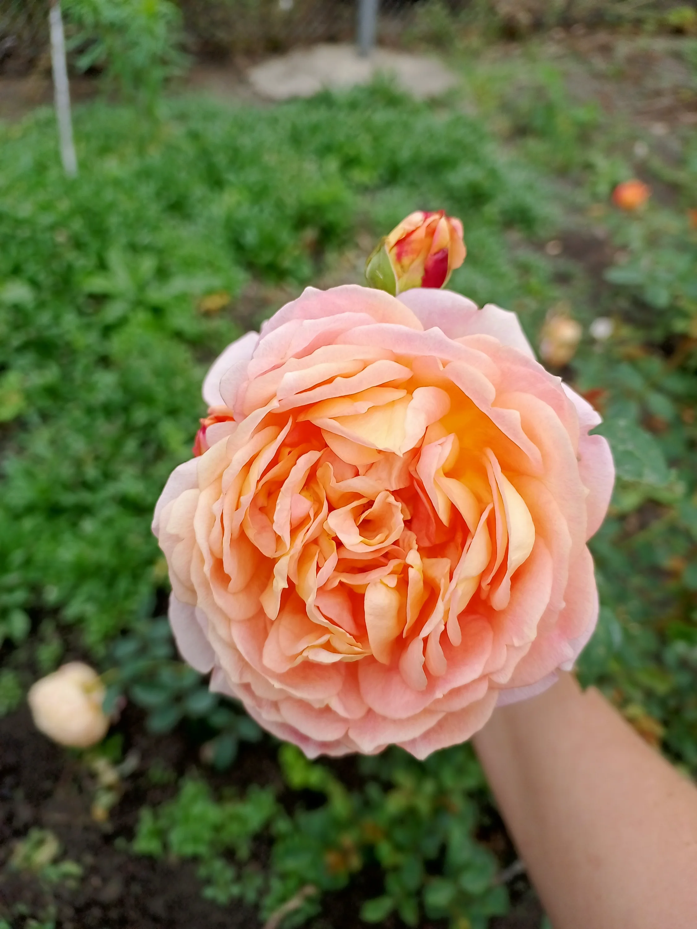 IMG_20250906_094457_458.webp