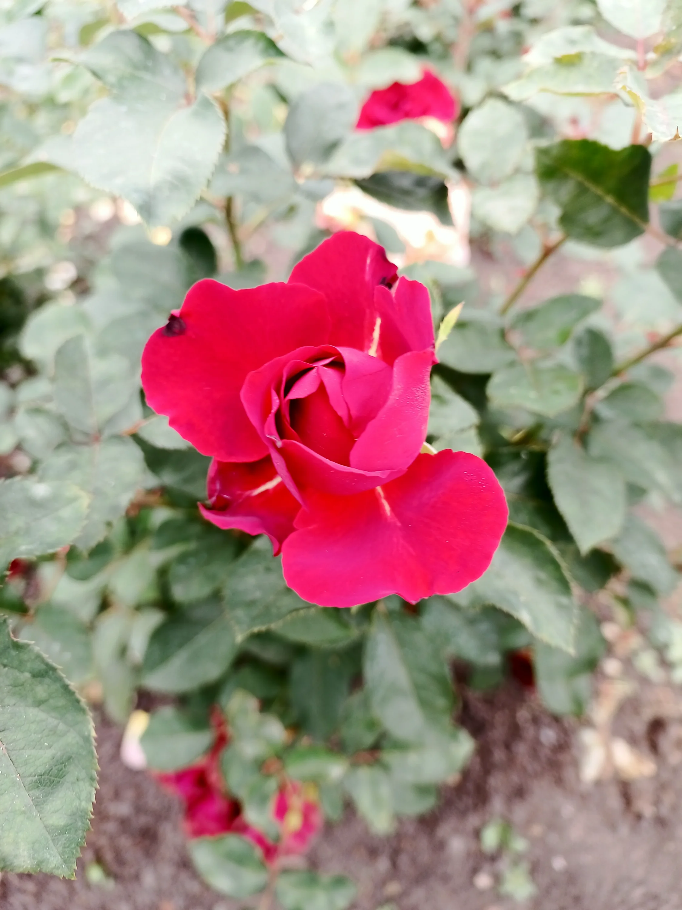 IMG_20250906_094541_393.webp