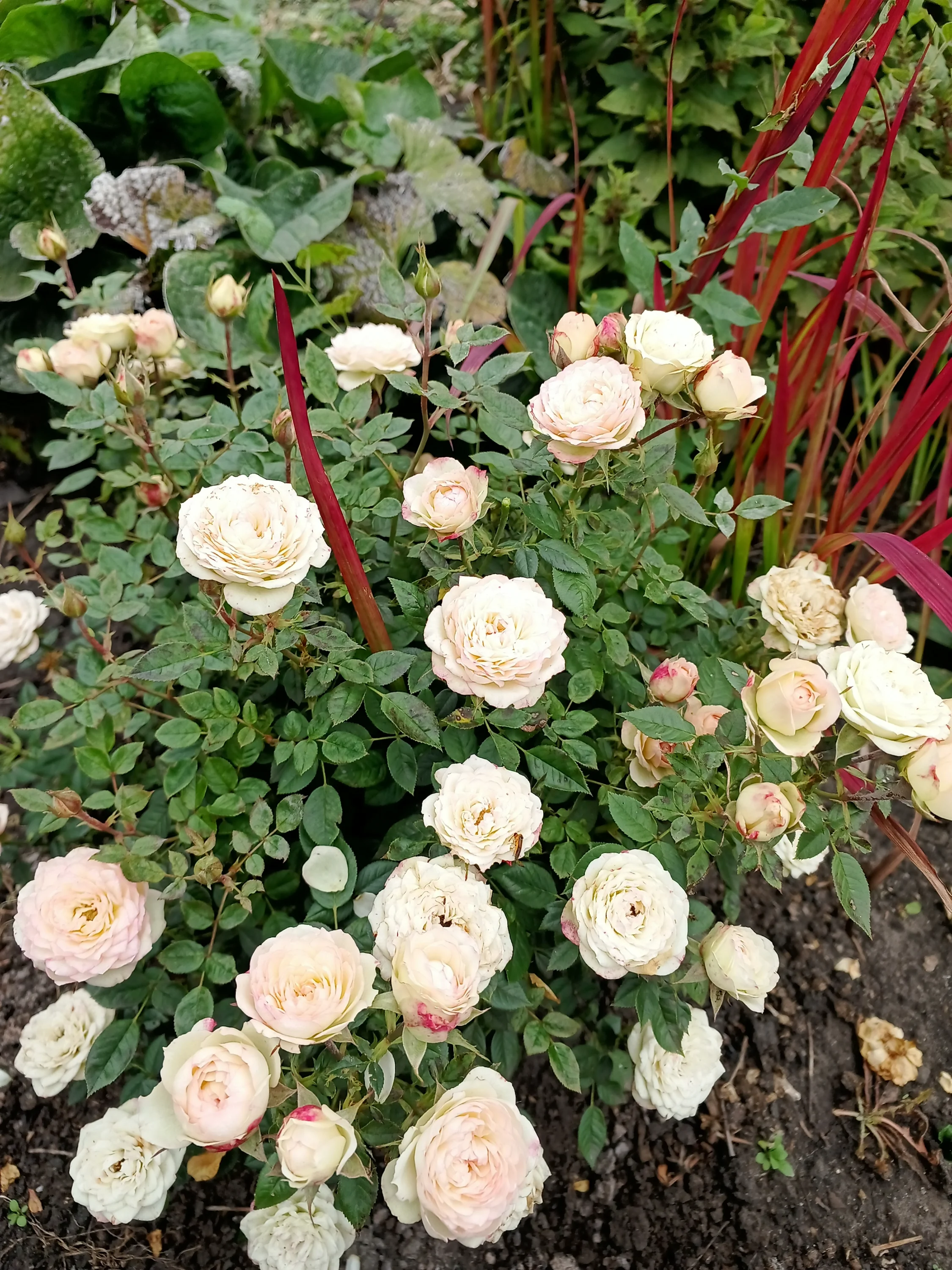 IMG_20250906_094757_051.webp