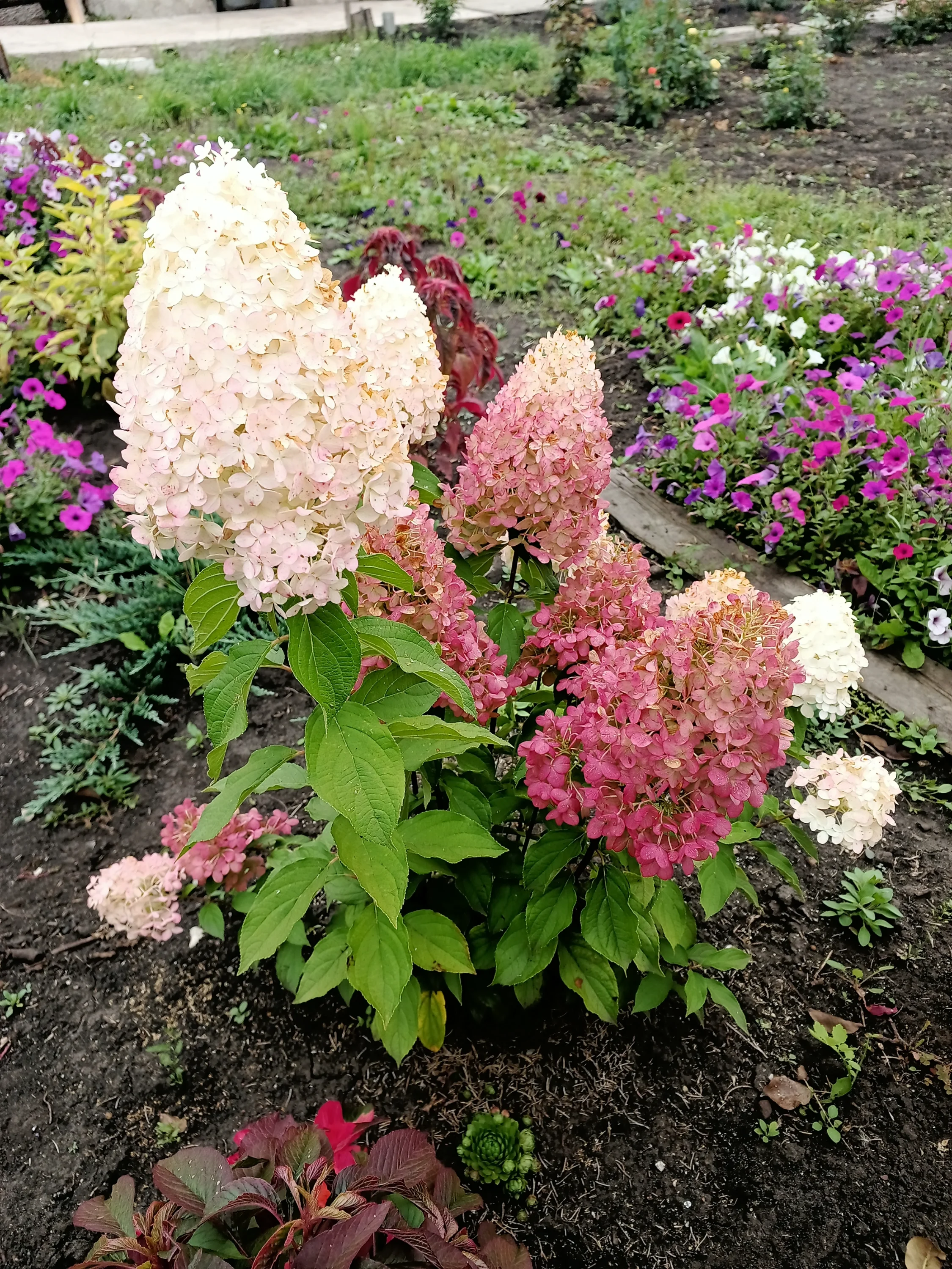 IMG_20250906_095029_457.webp