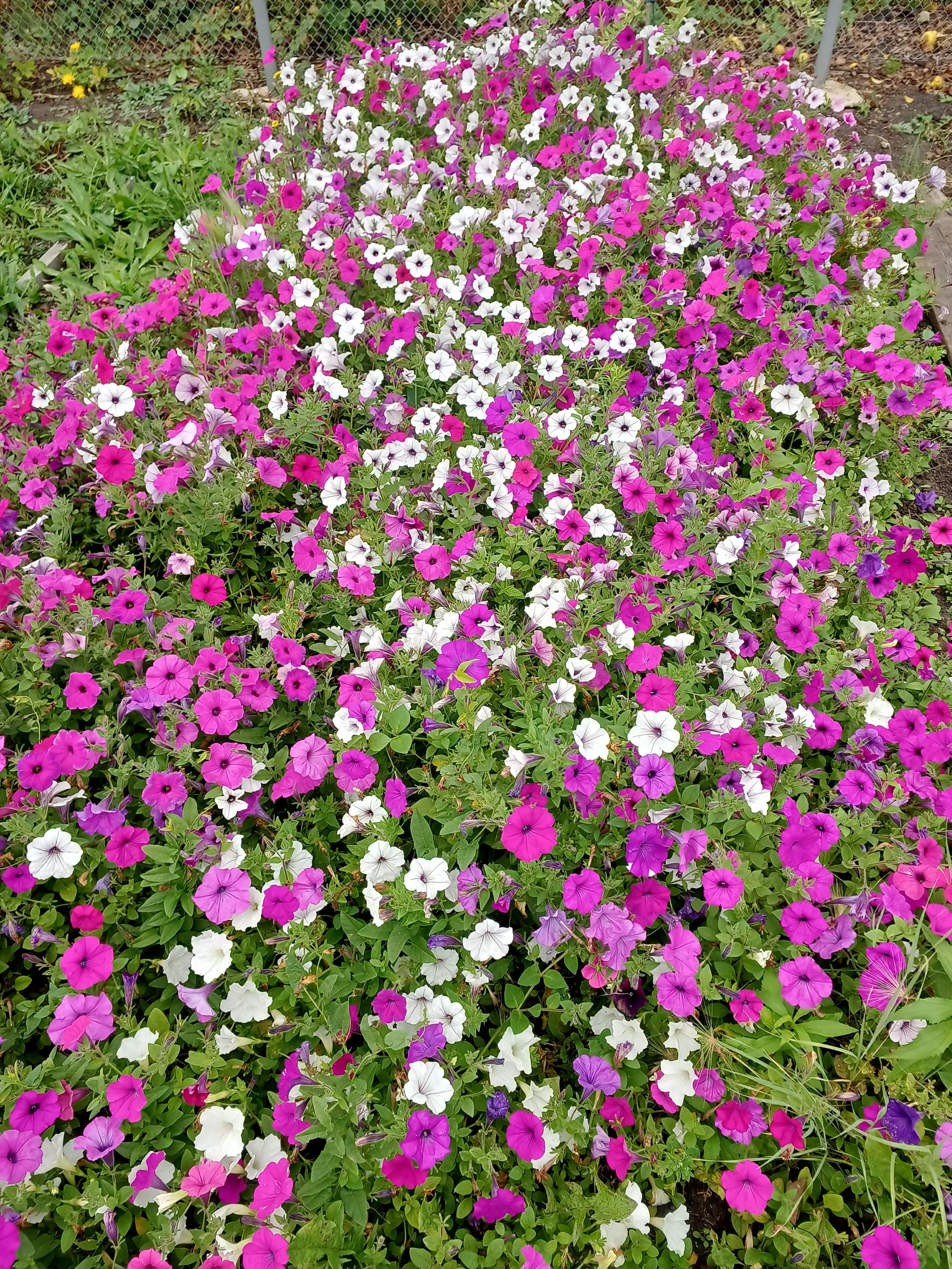 IMG_20250906_095123_582.webp