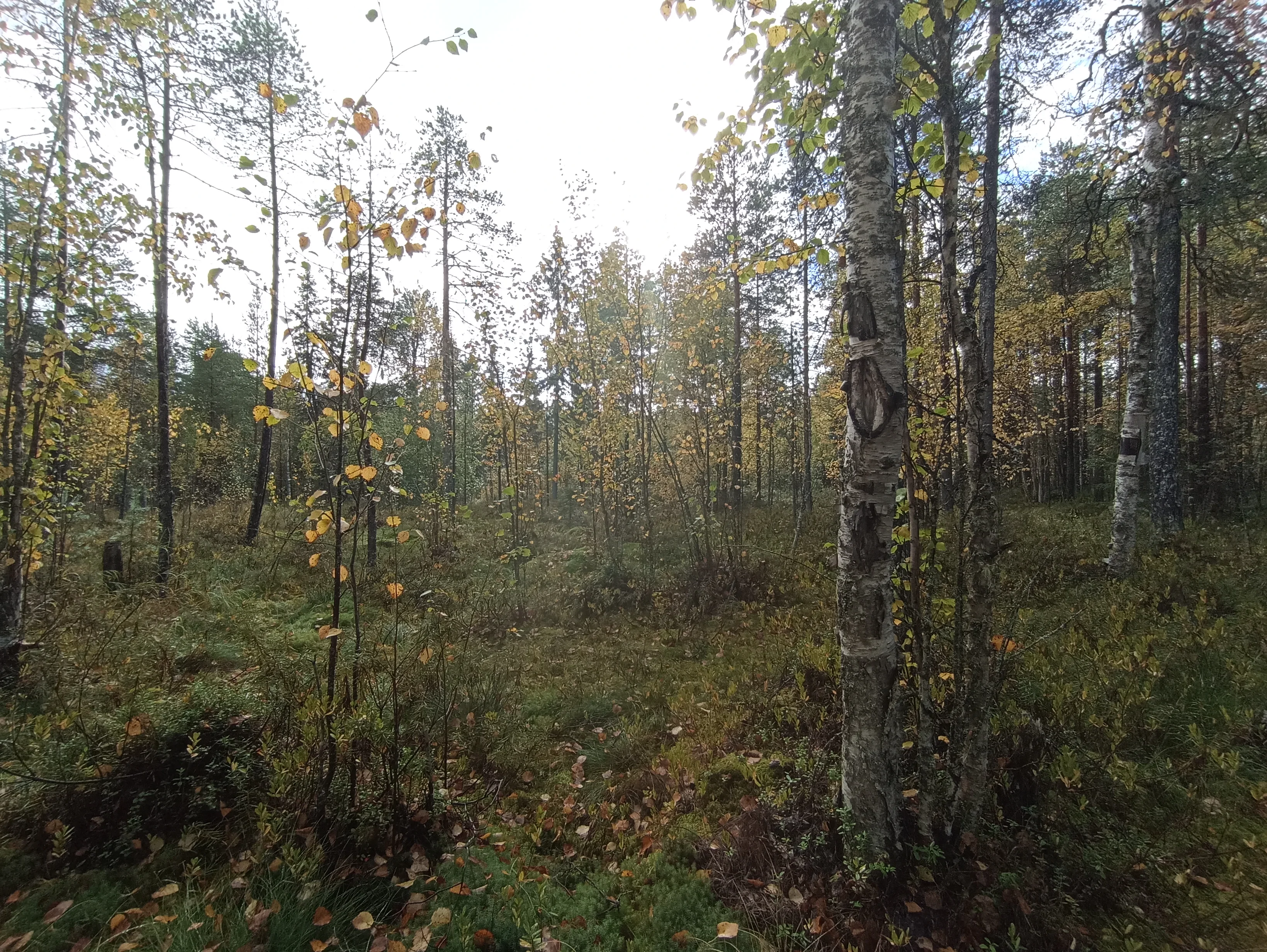 IMG_20250921_104501.webp