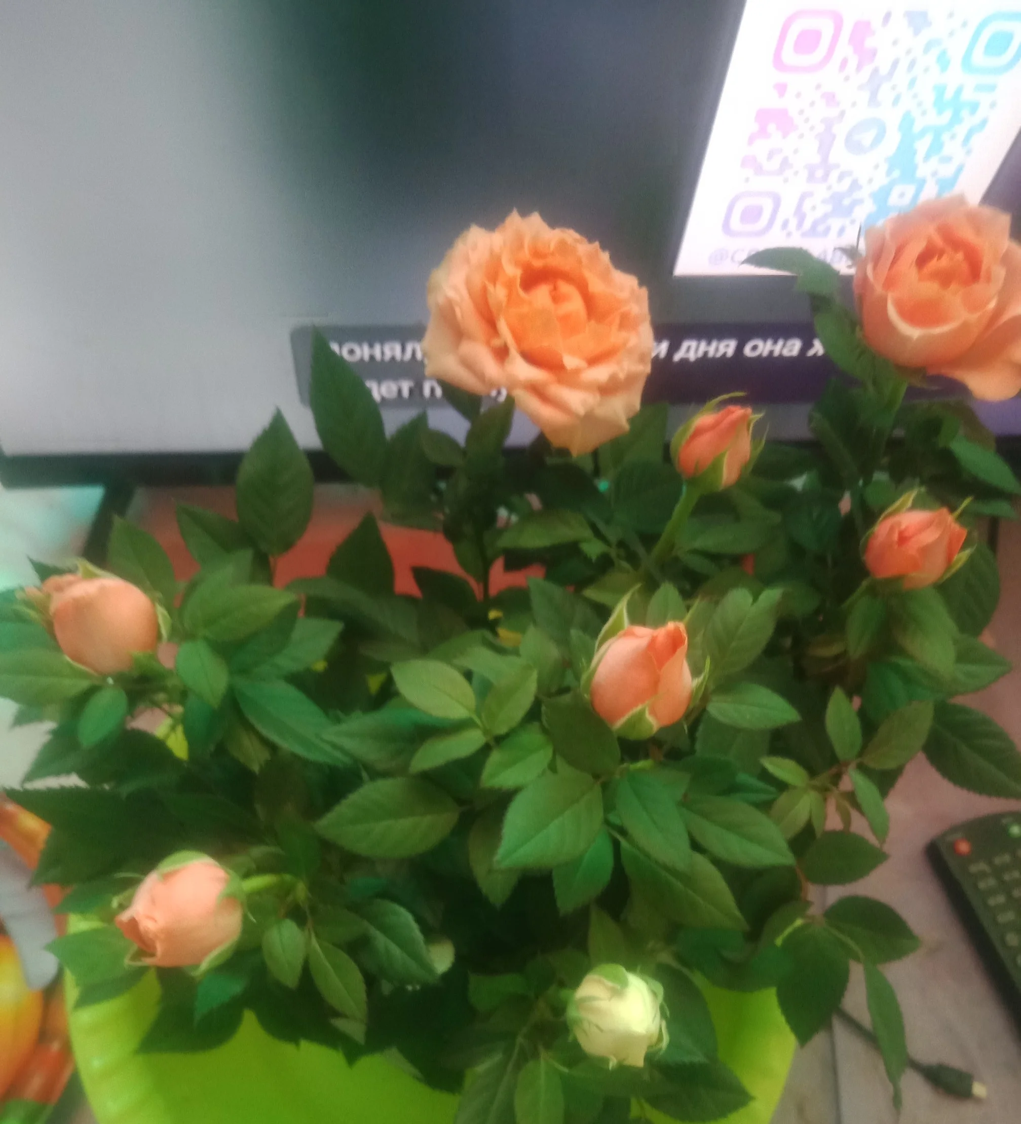 IMG_20251003_154828.webp