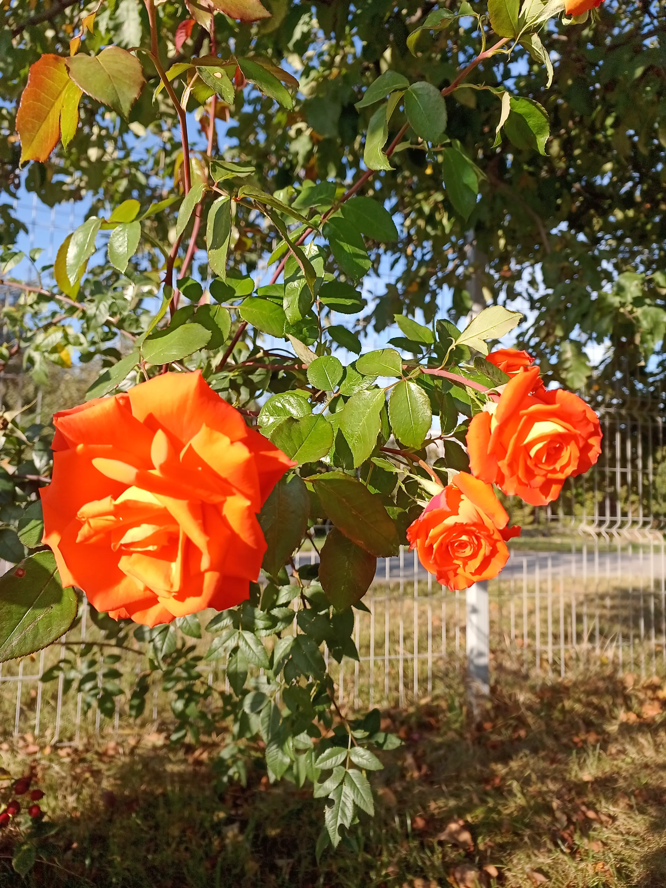 IMG_20251004_083316_228.webp