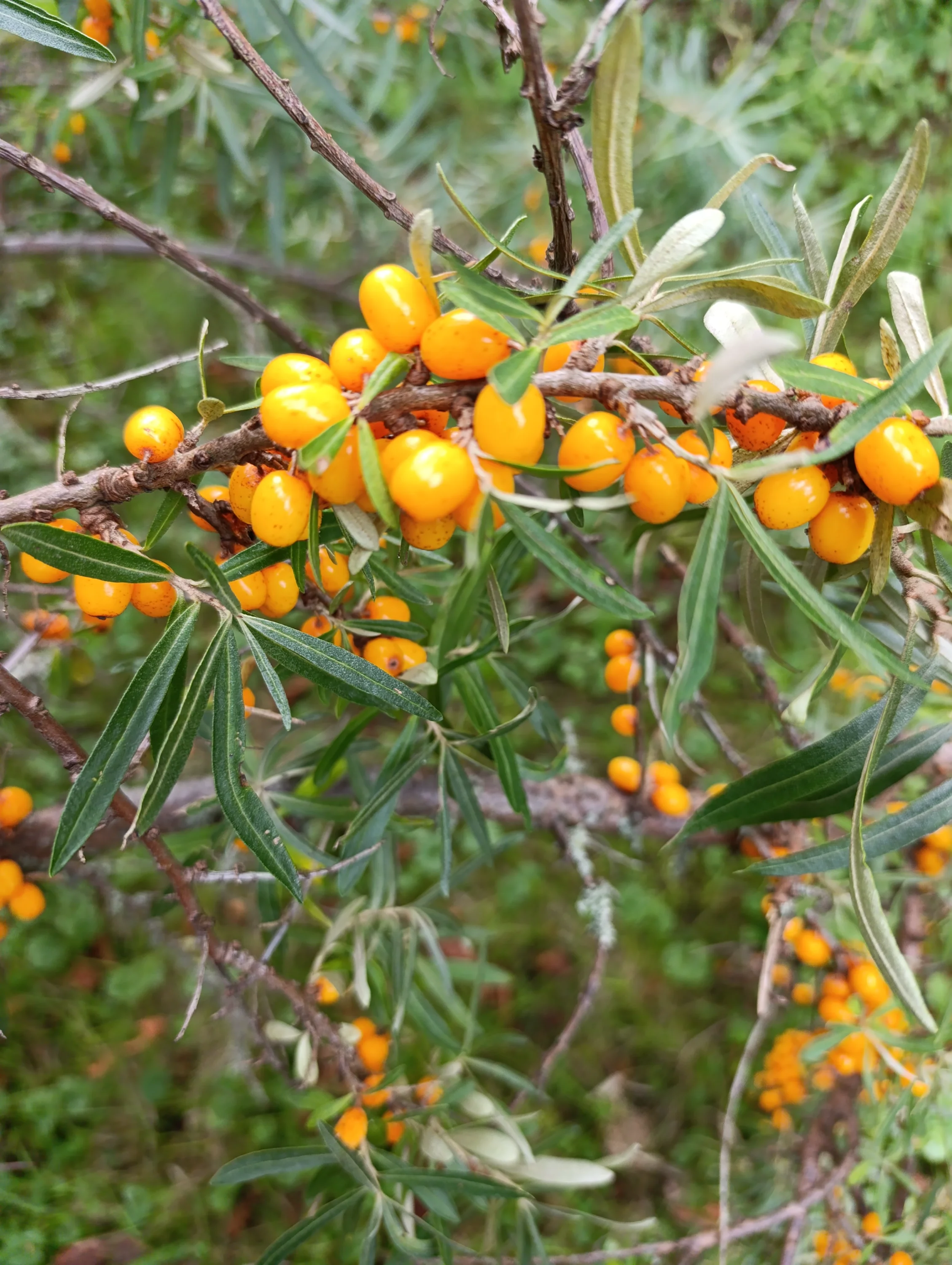 img_20251007_124255-webp.2227229