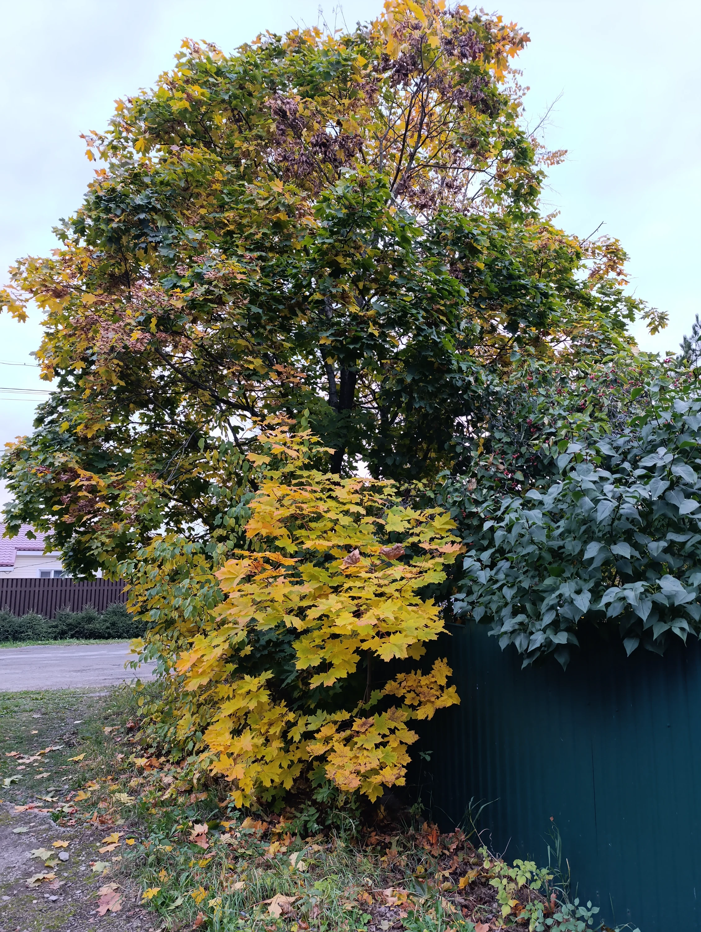 IMG_20251007_172353.webp