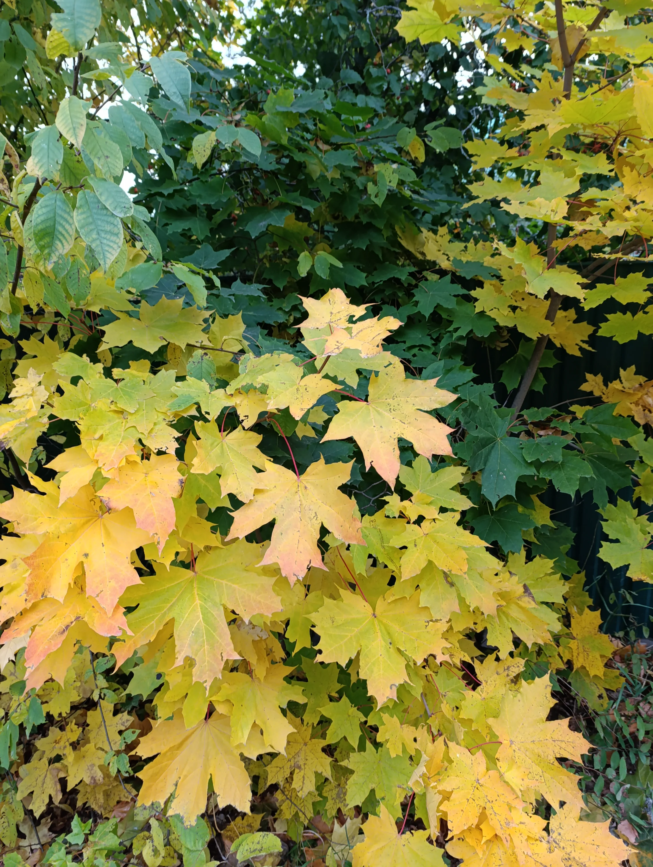 IMG_20251007_172401.webp