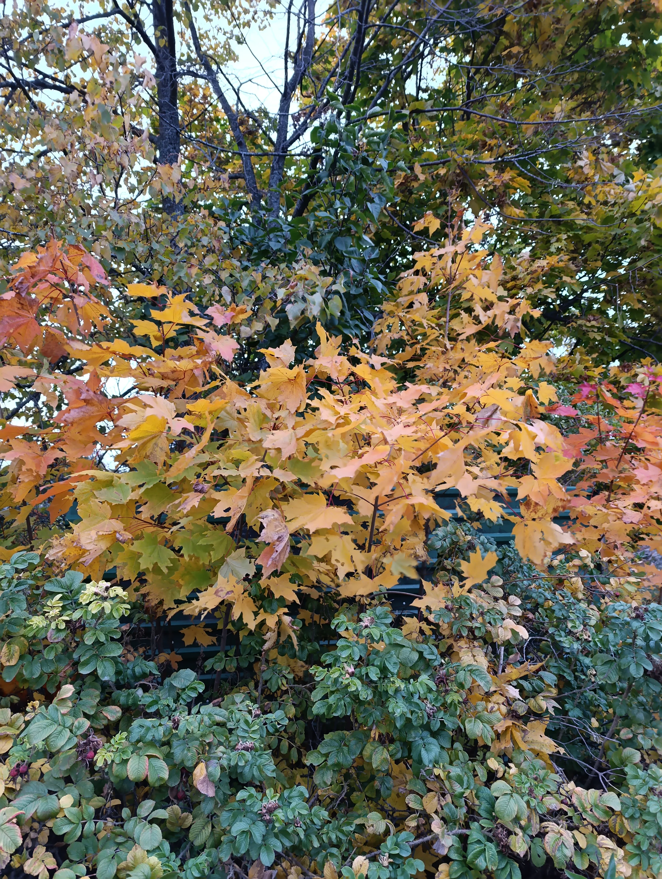 IMG_20251007_172424.webp