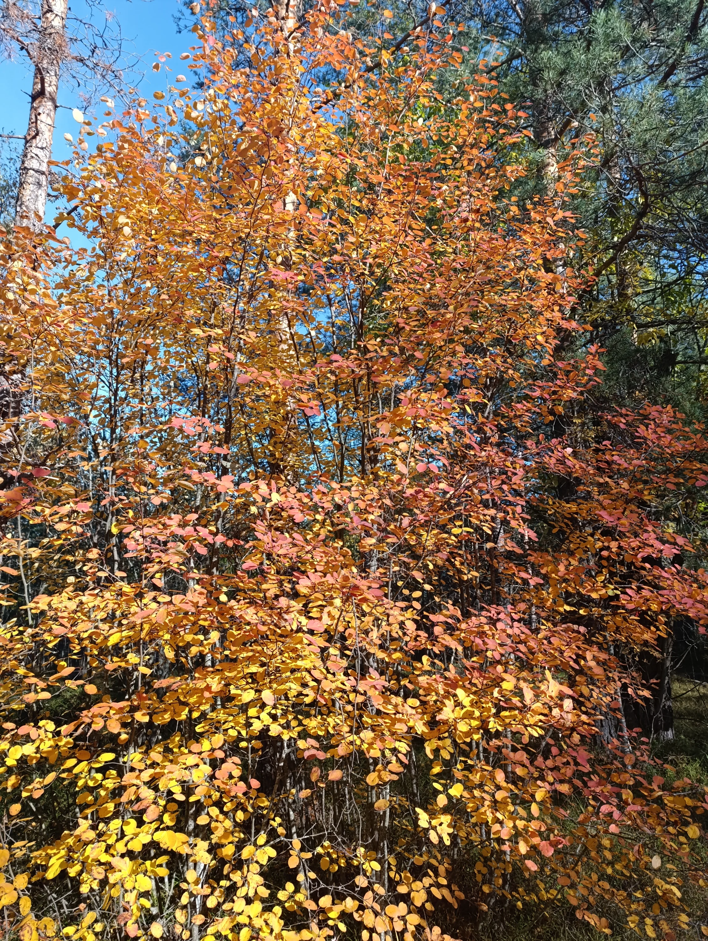 IMG_20251009_123751.webp