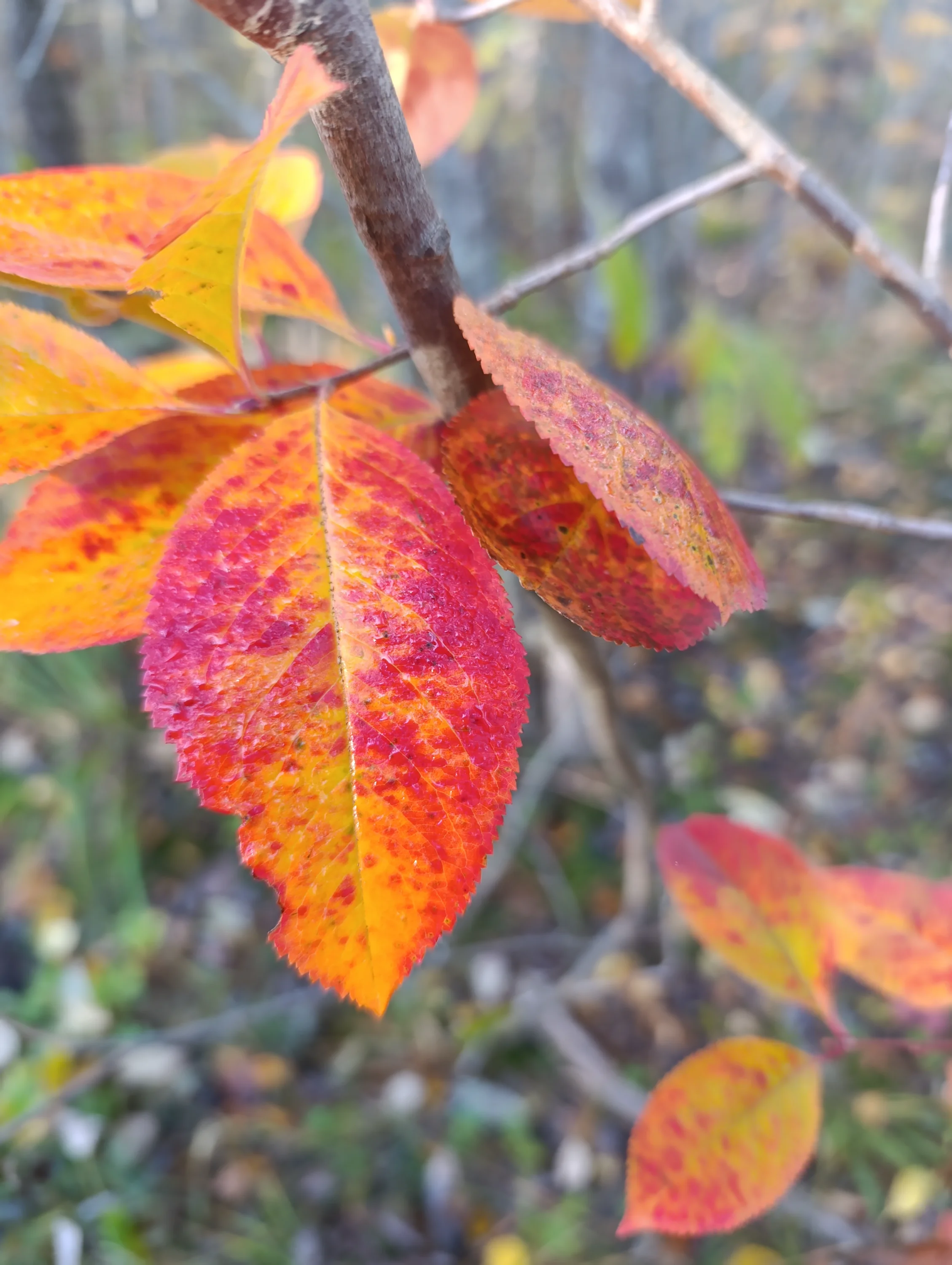 IMG_20251009_123950.webp