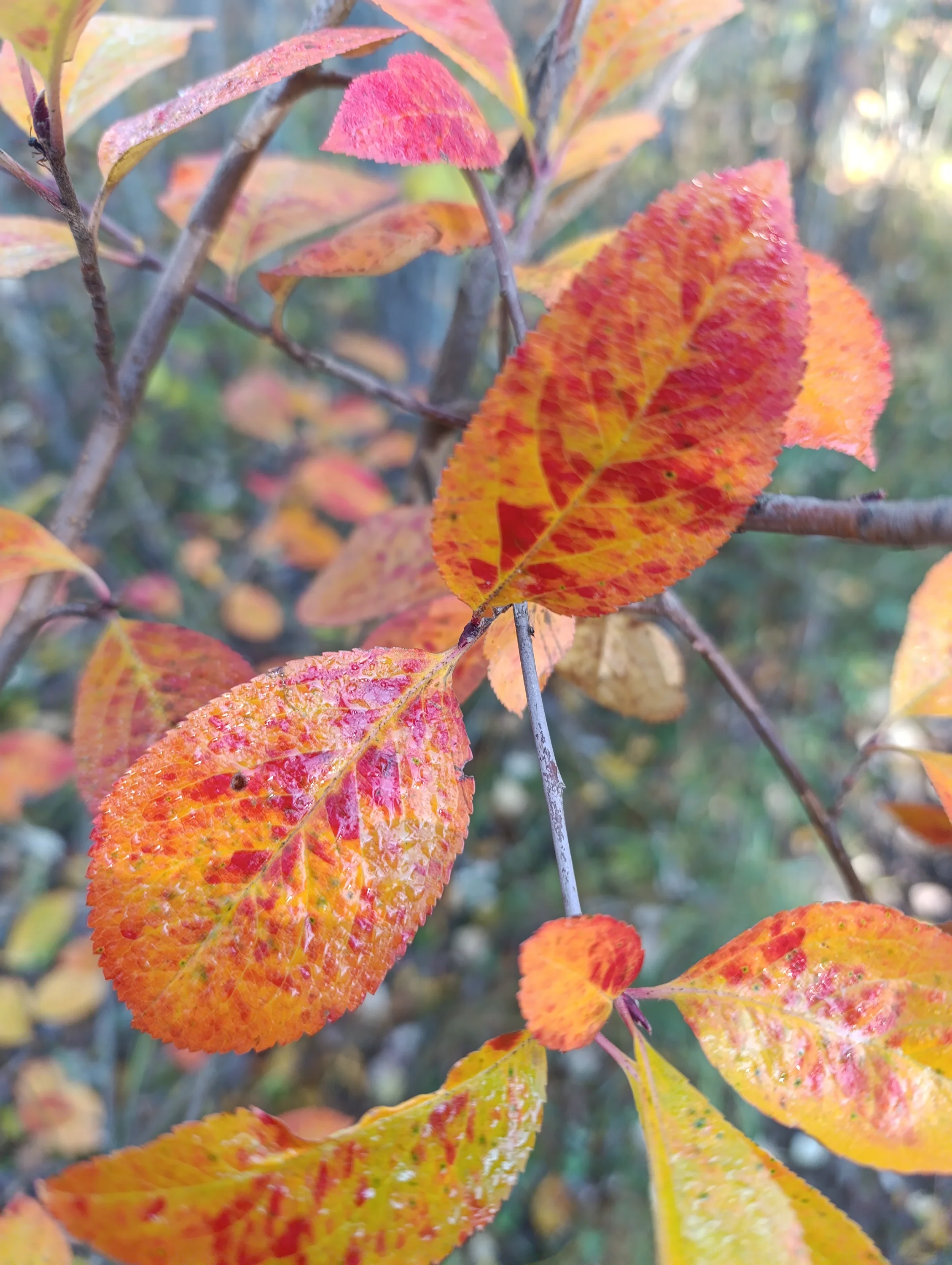 IMG_20251009_123958.webp