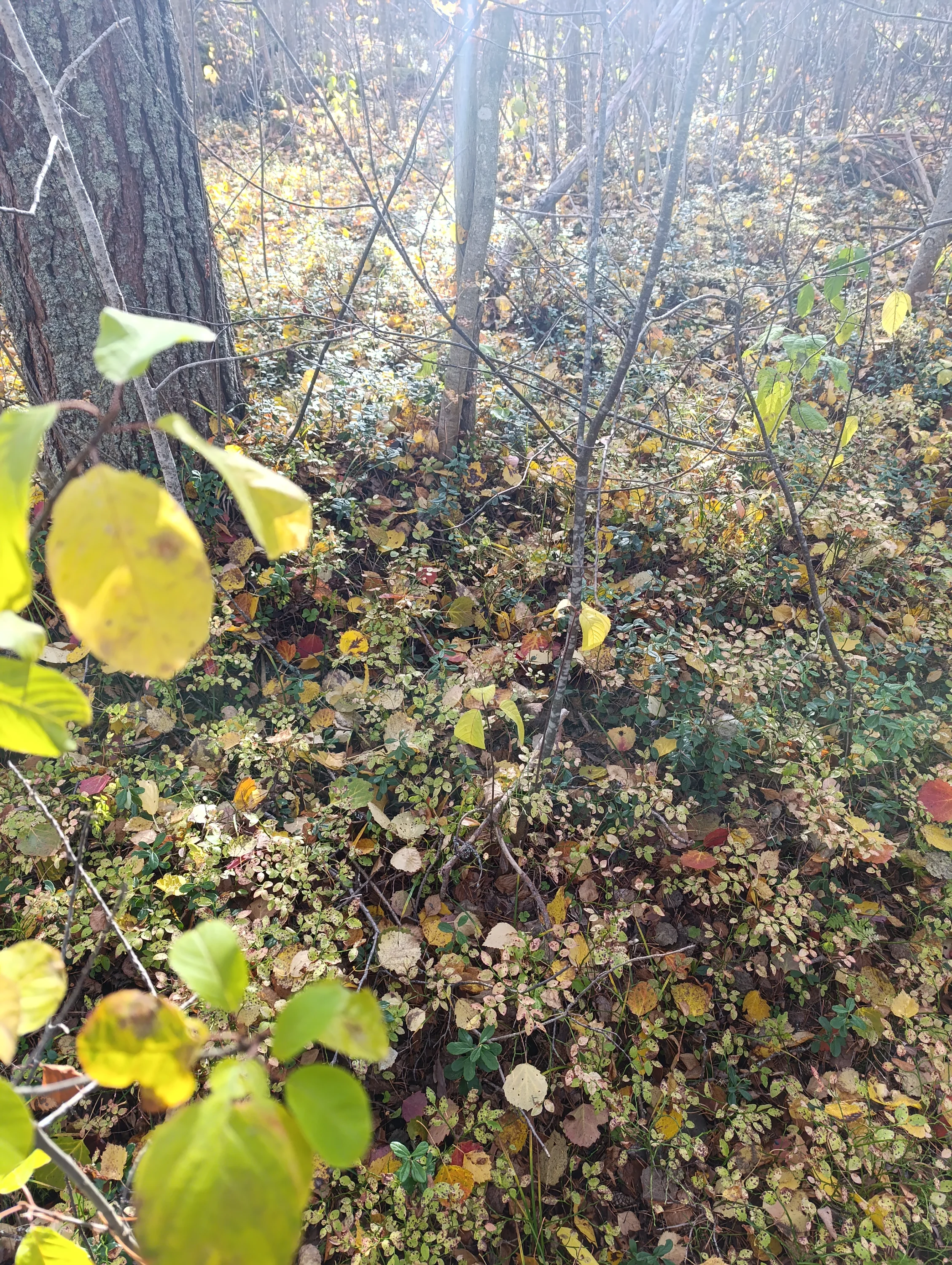 IMG_20251009_125434.webp