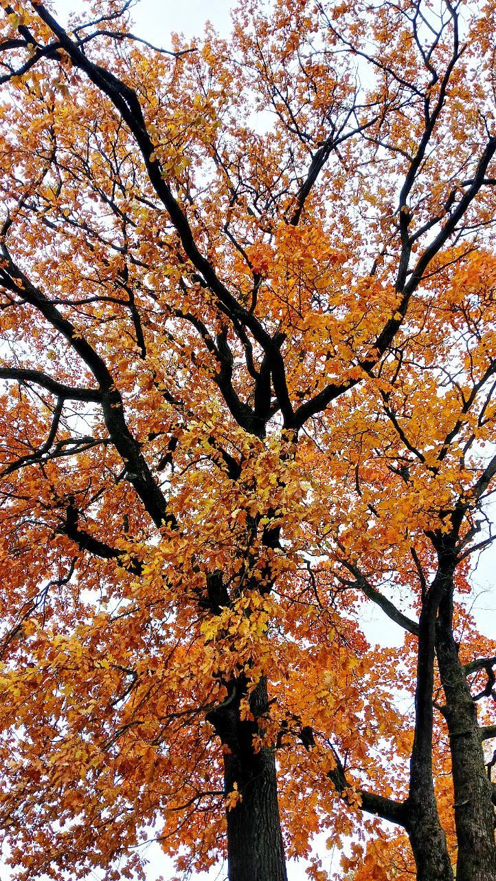 img_20251012_151336_403-webp.2226952