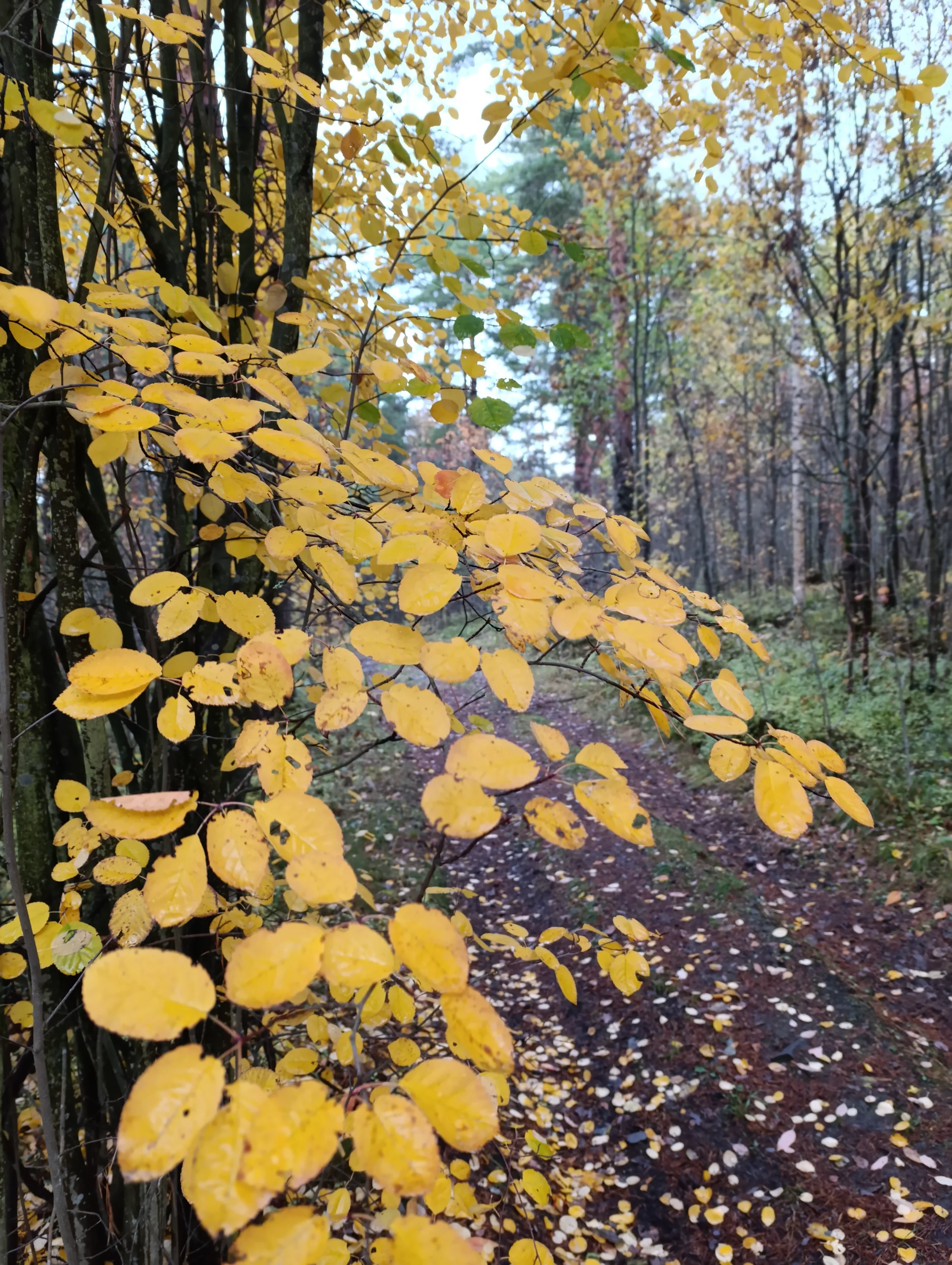 IMG_20251013_143845.webp