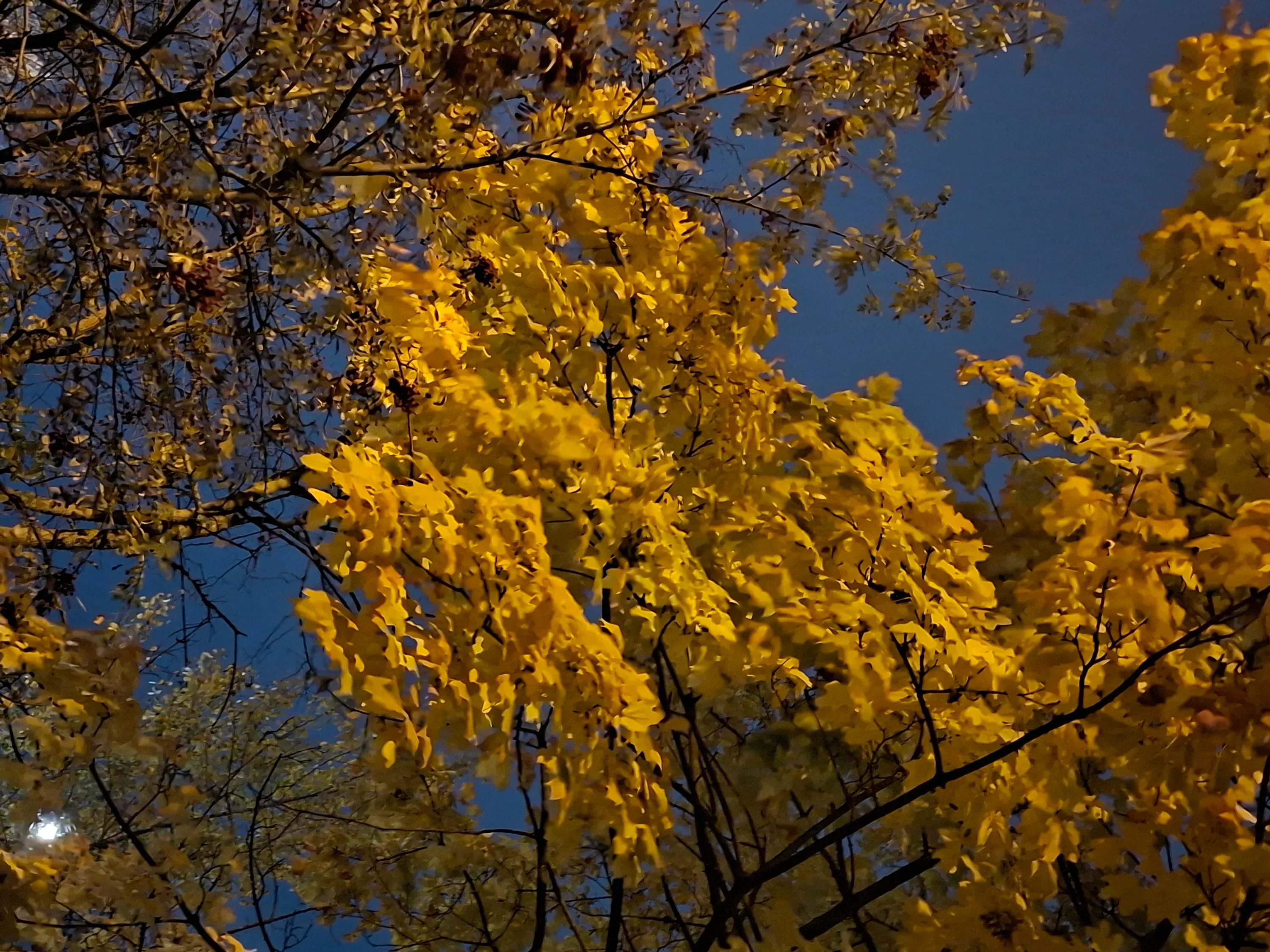 IMG_20251014_191415_765.webp